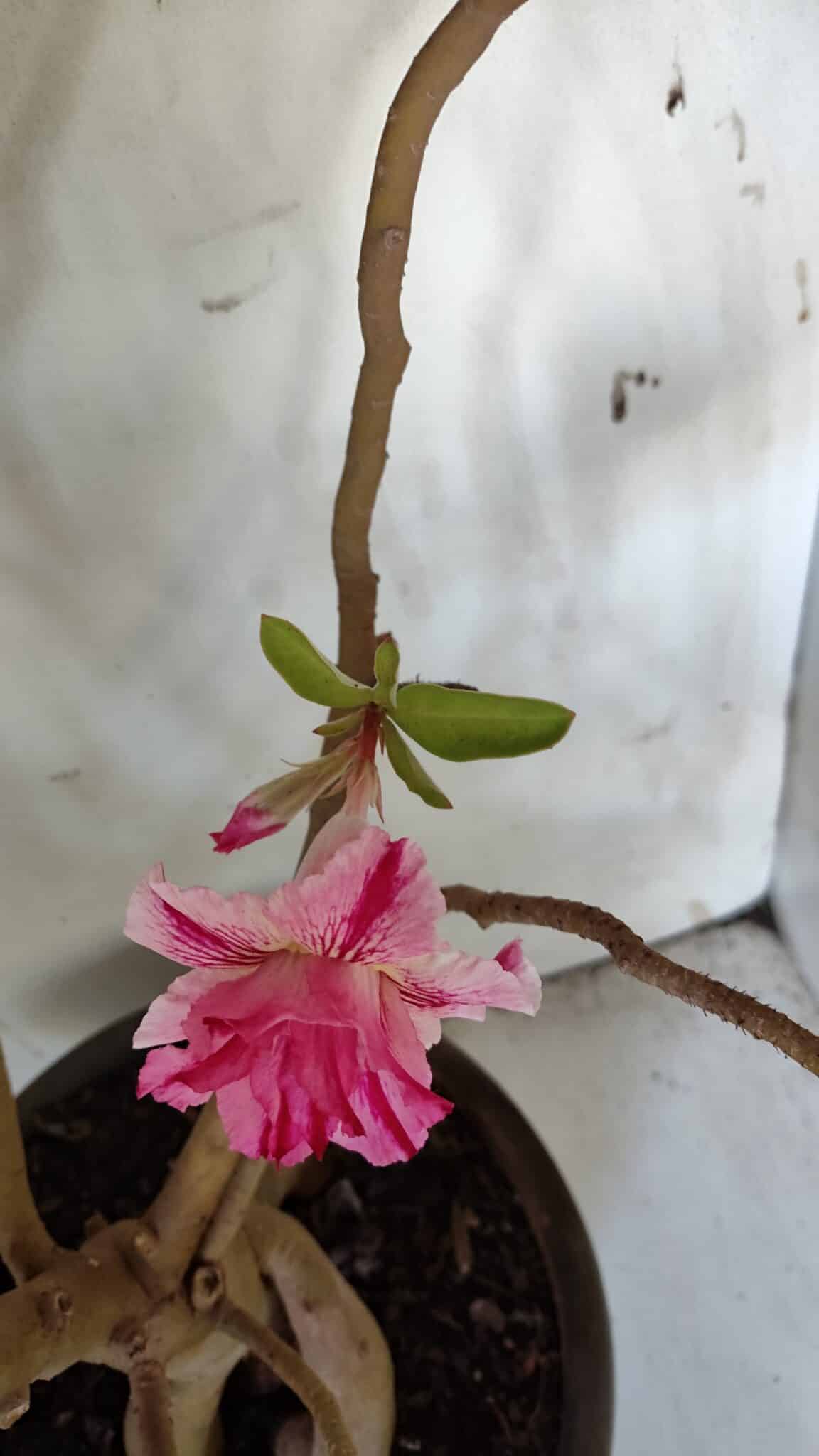 Planta Dobrada 3083 – 55cm – 04 anos