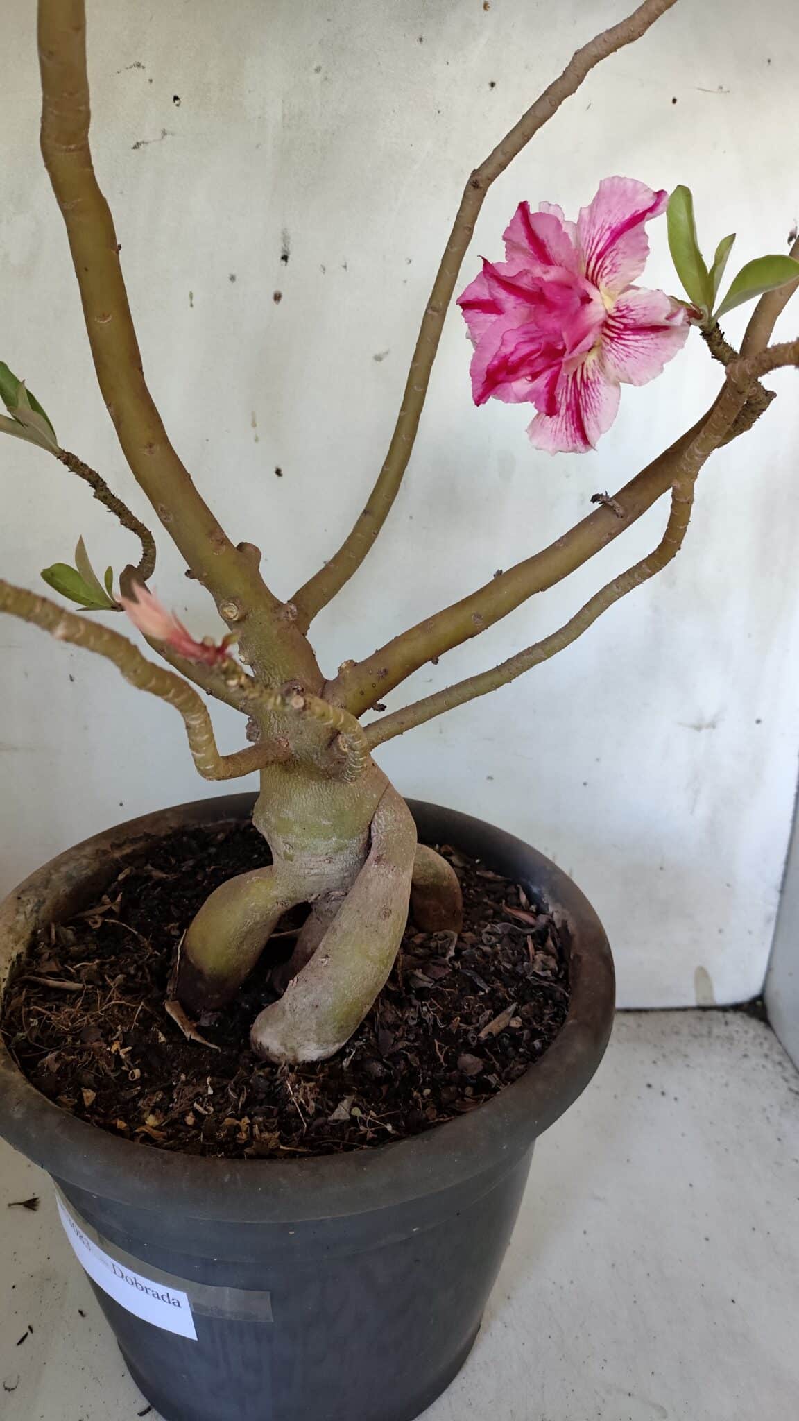 Planta Dobrada 3083 – 55cm – 04 anos