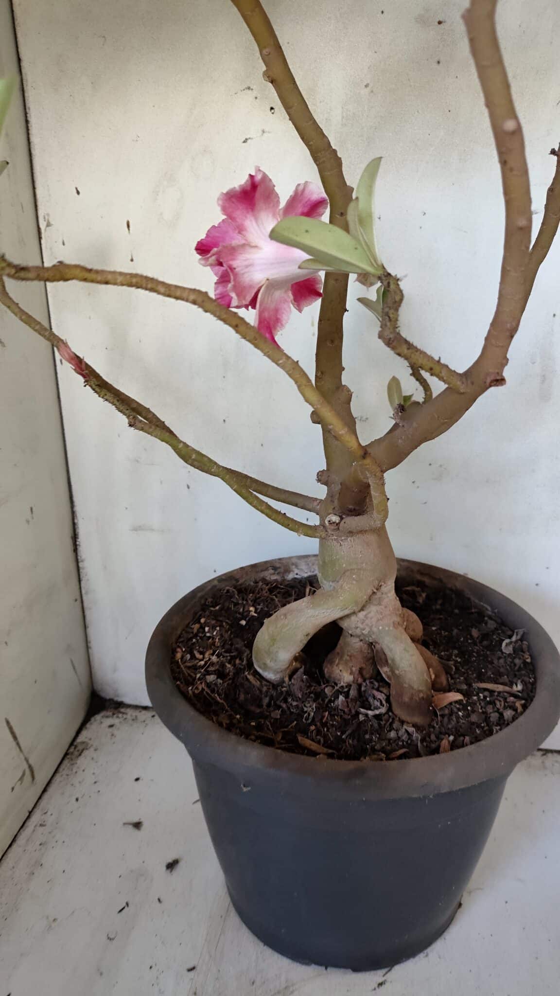Planta Dobrada 3083 – 55cm – 04 anos