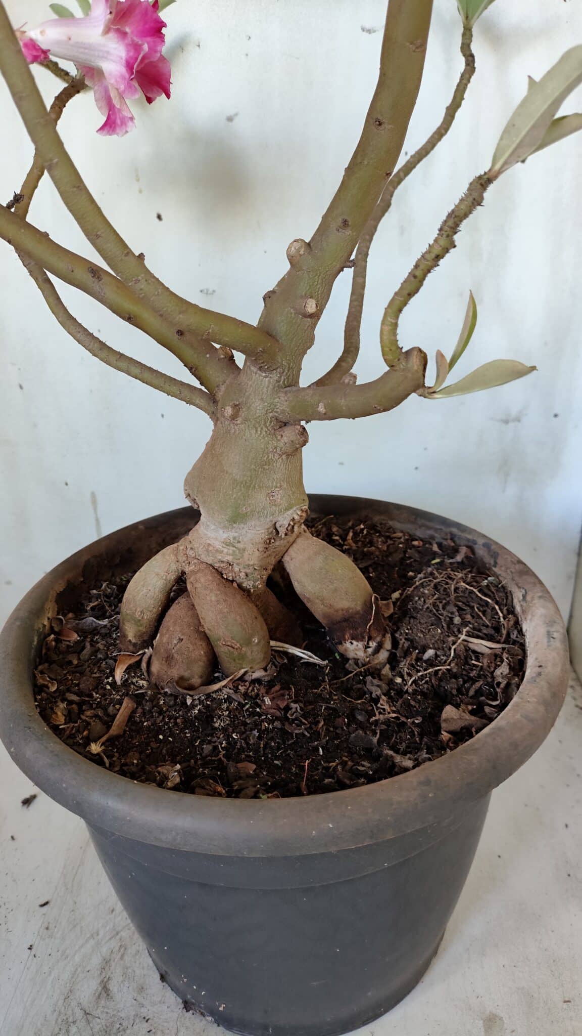 Planta Dobrada 3083 – 55cm – 04 anos