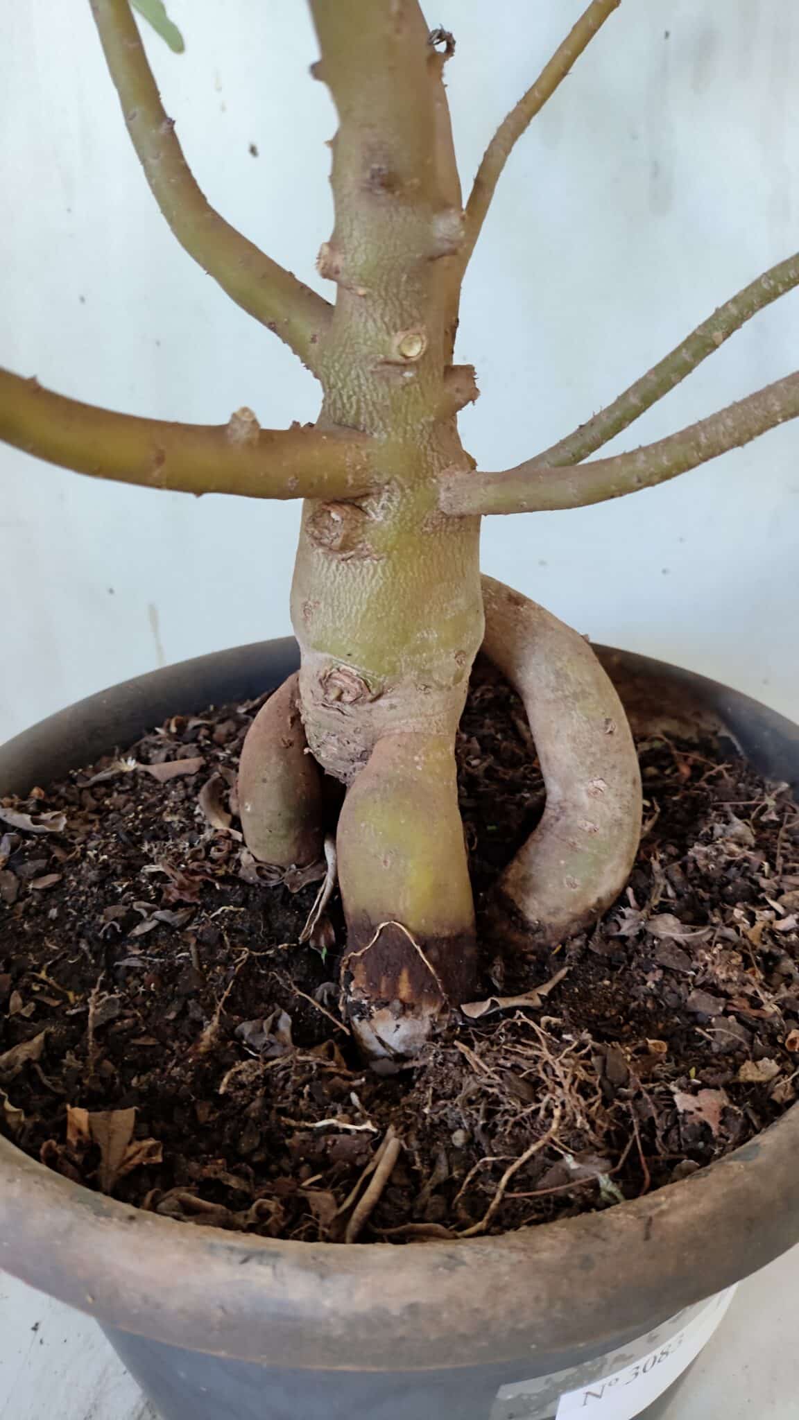 Planta Dobrada 3083 – 55cm – 04 anos