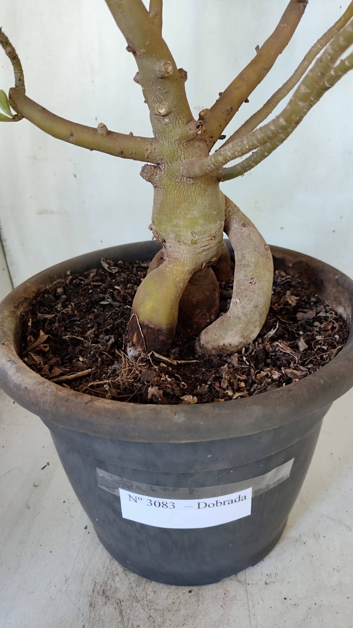 Planta Dobrada 3083 – 55cm – 04 anos