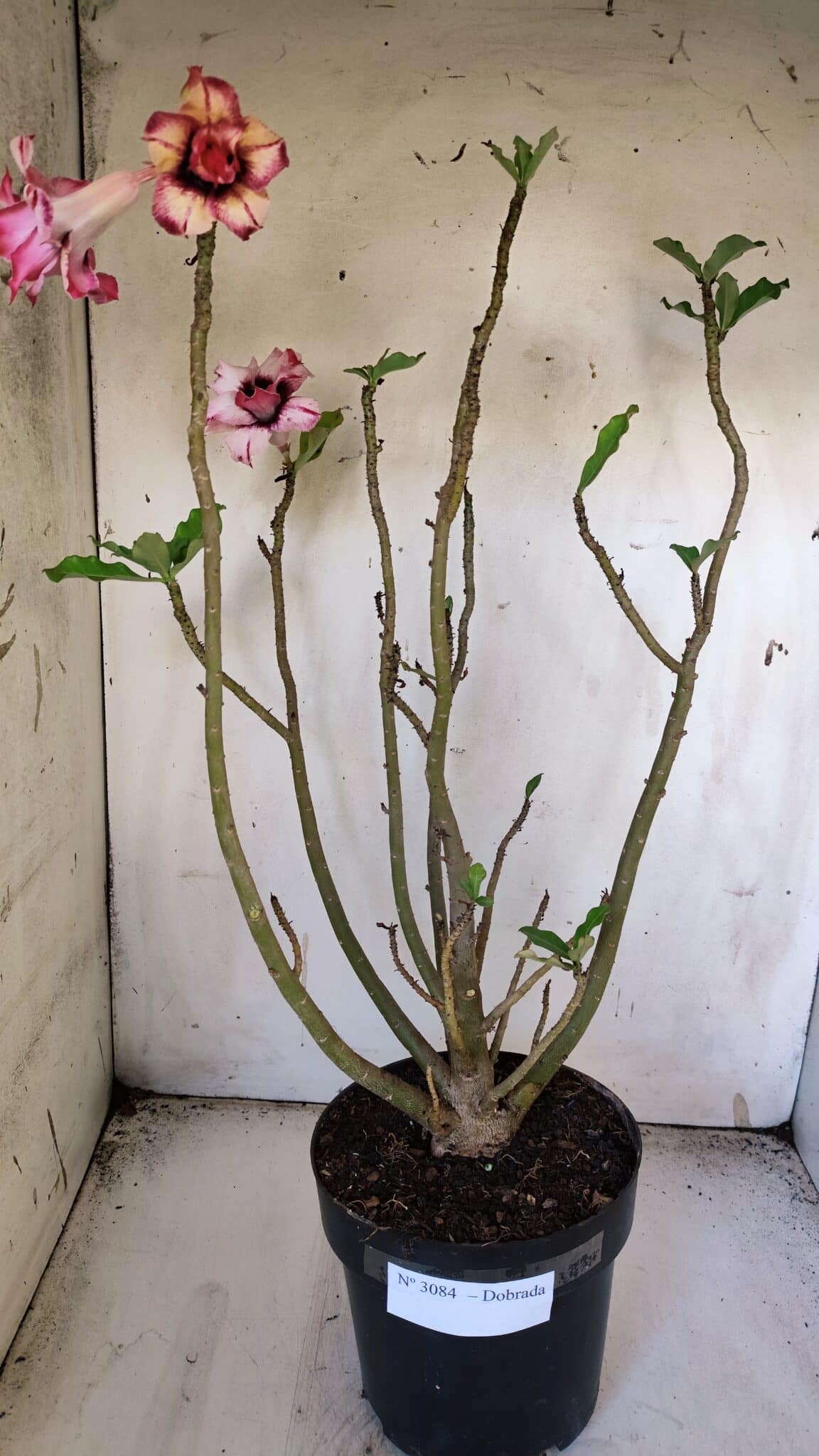 Planta Dobrada 3084 – 50cm – 04 anos