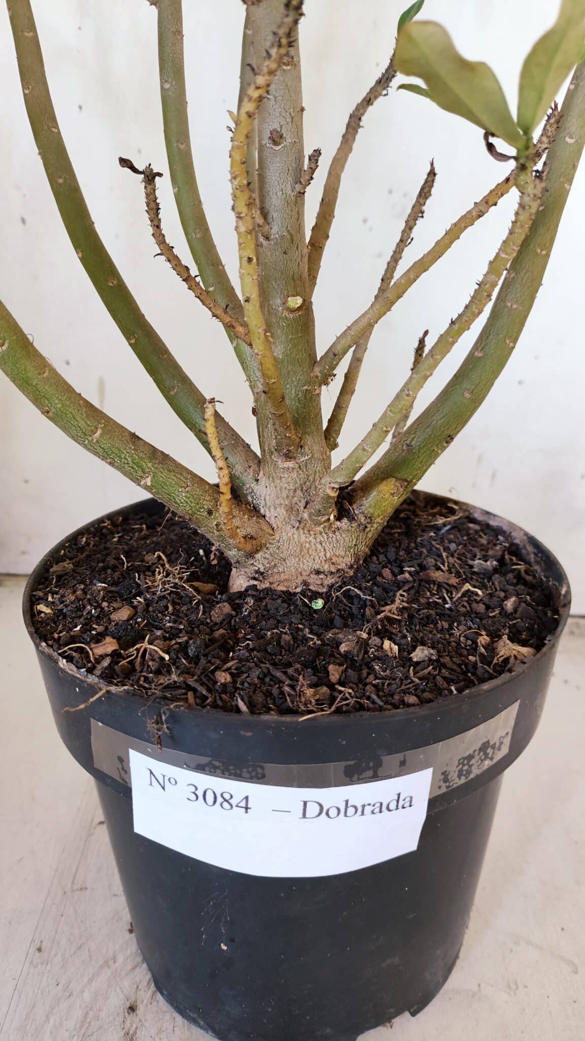 Planta Dobrada 3084 – 50cm – 04 anos