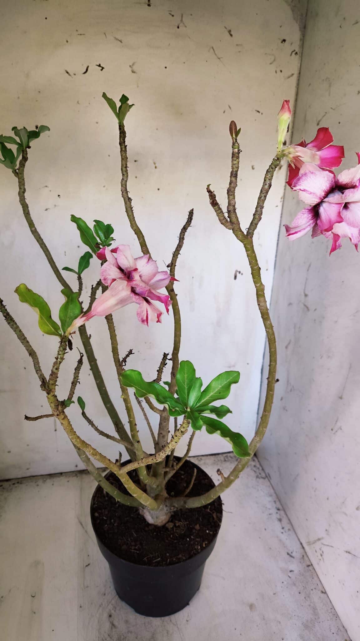 Planta Dobrada 3084 – 50cm – 04 anos