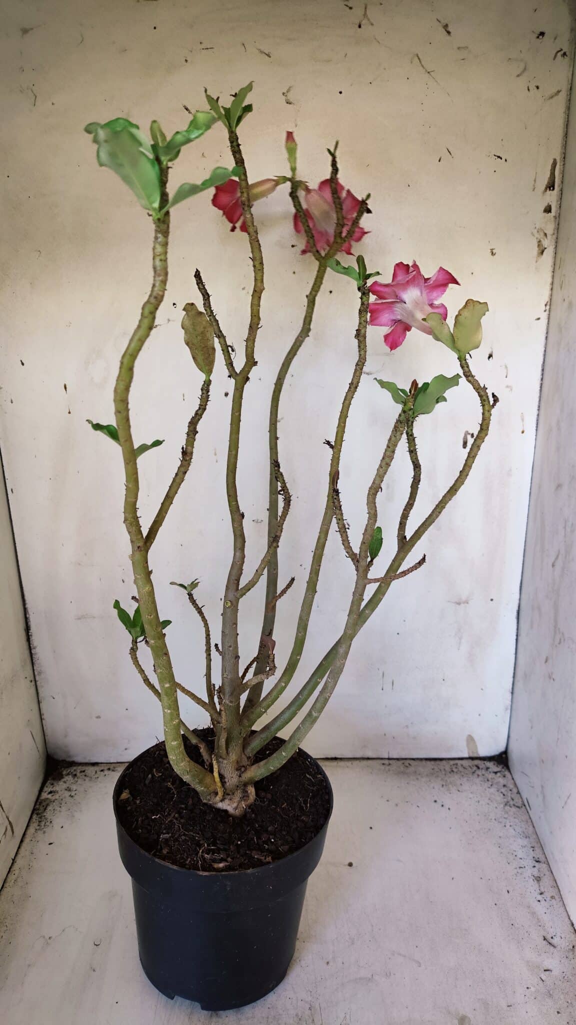 Planta Dobrada 3084 – 50cm – 04 anos