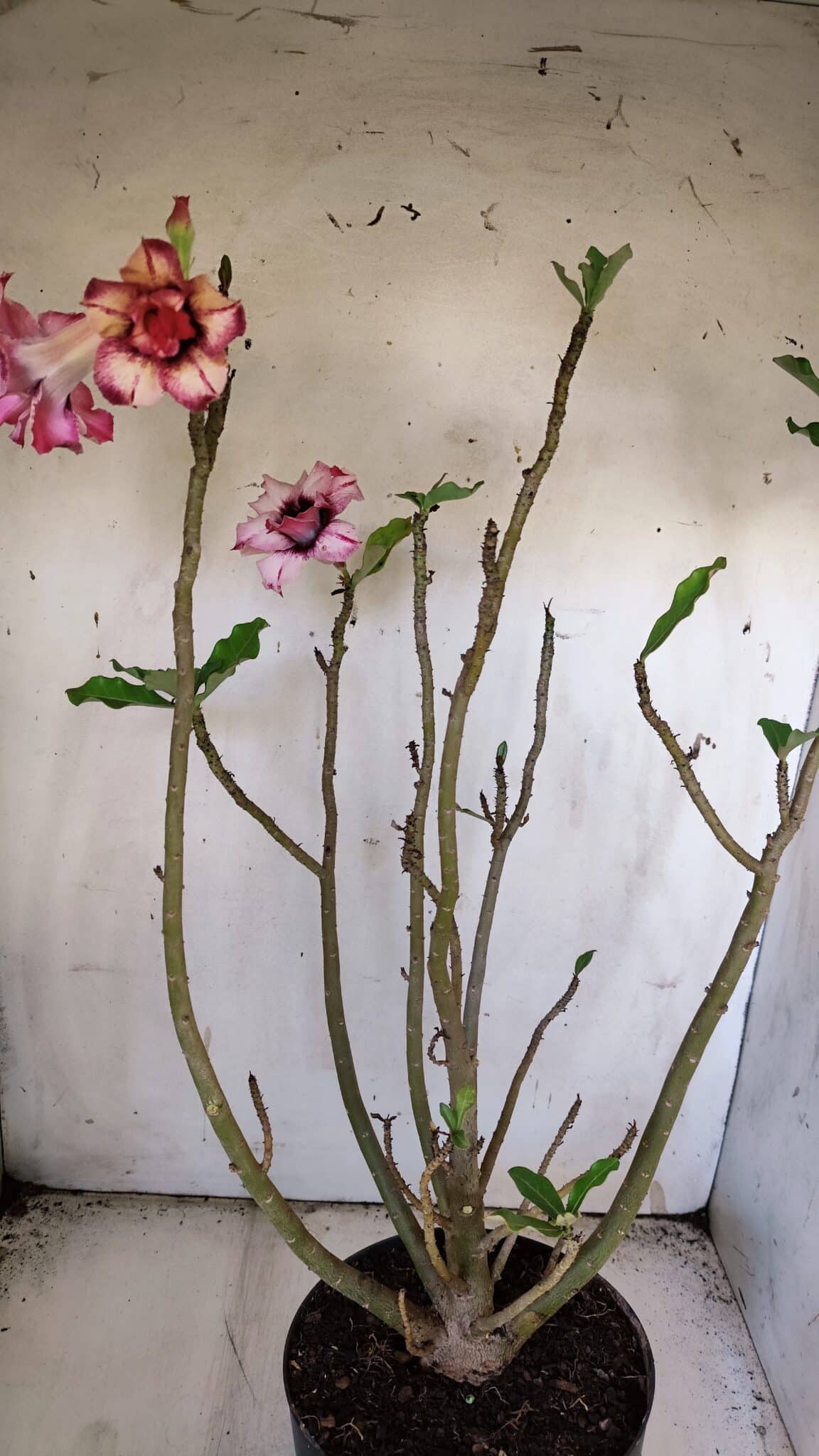Planta Dobrada 3084 – 50cm – 04 anos