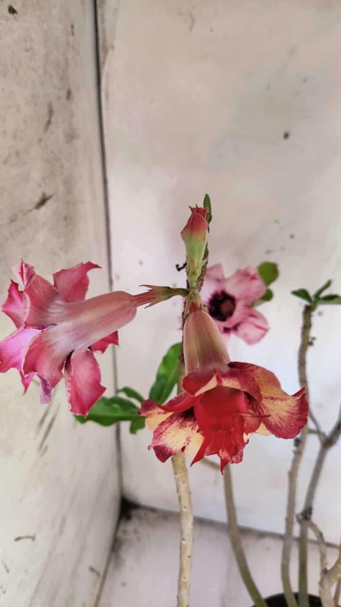 Planta Dobrada 3084 – 50cm – 04 anos