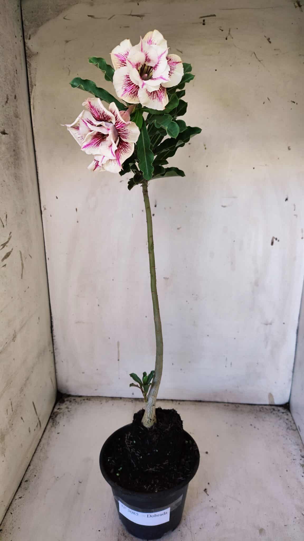 Planta Dobrada 3085 – 30cm – 03 anos