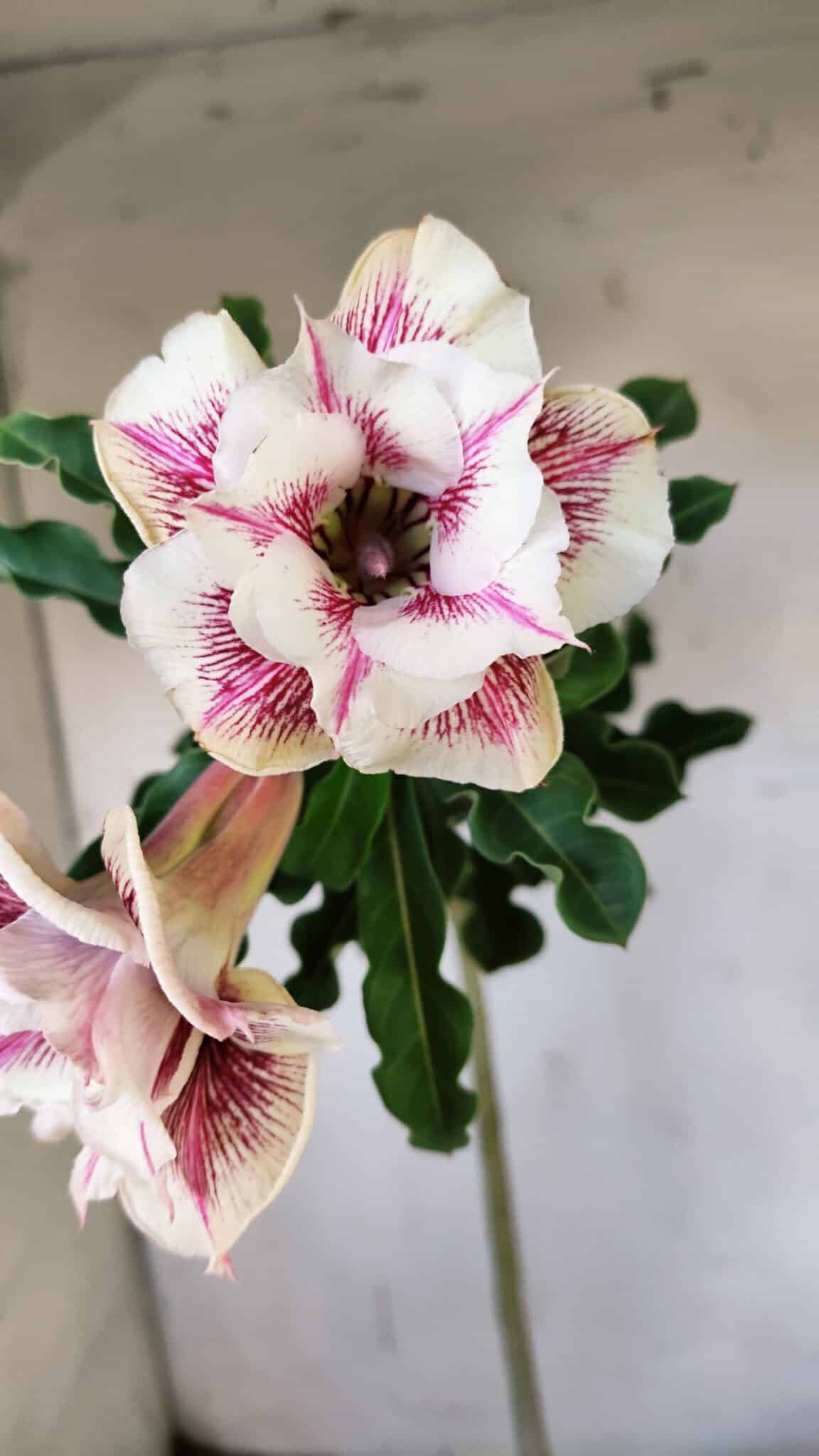Planta Dobrada 3085 – 30cm – 03 anos