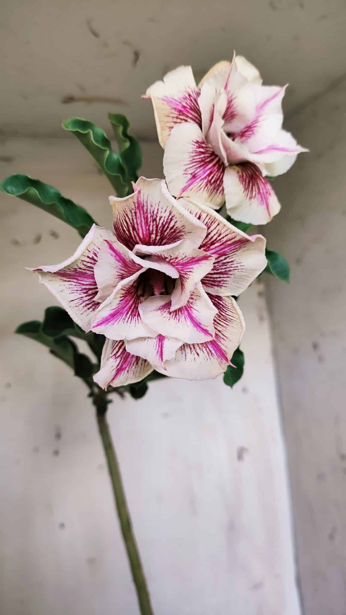 Planta Dobrada 3085 – 30cm – 03 anos