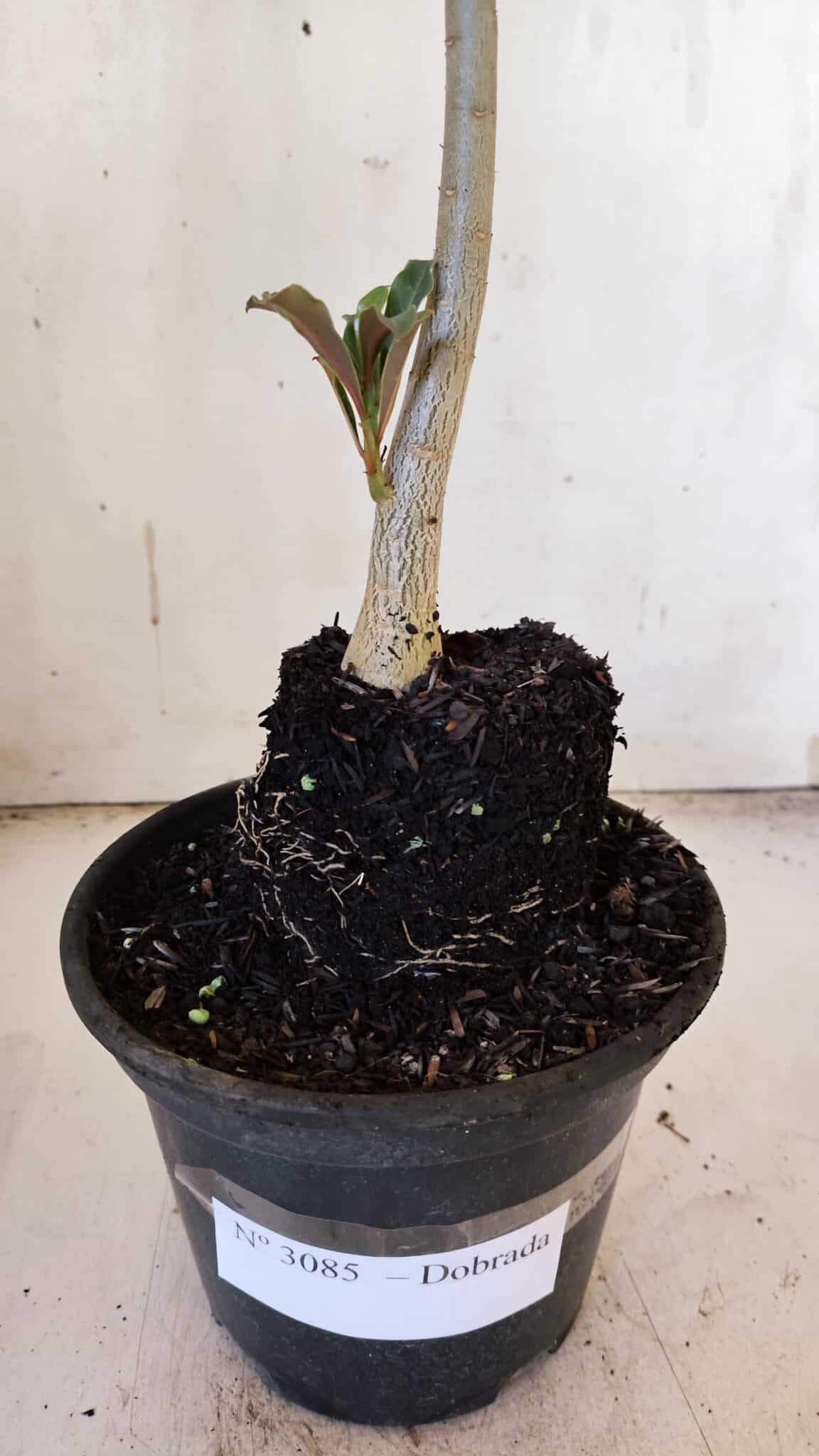 Planta Dobrada 3085 – 30cm – 03 anos
