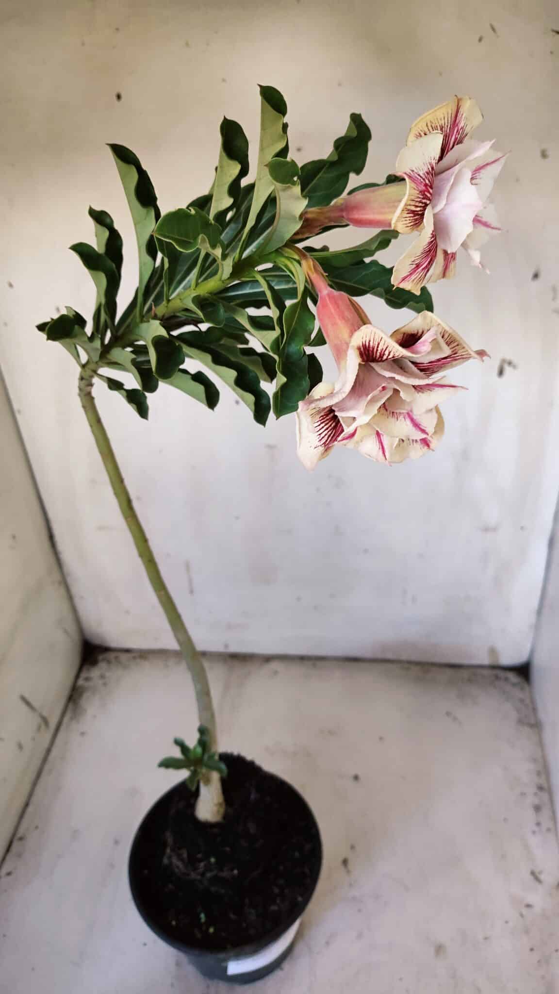 Planta Dobrada 3085 – 30cm – 03 anos