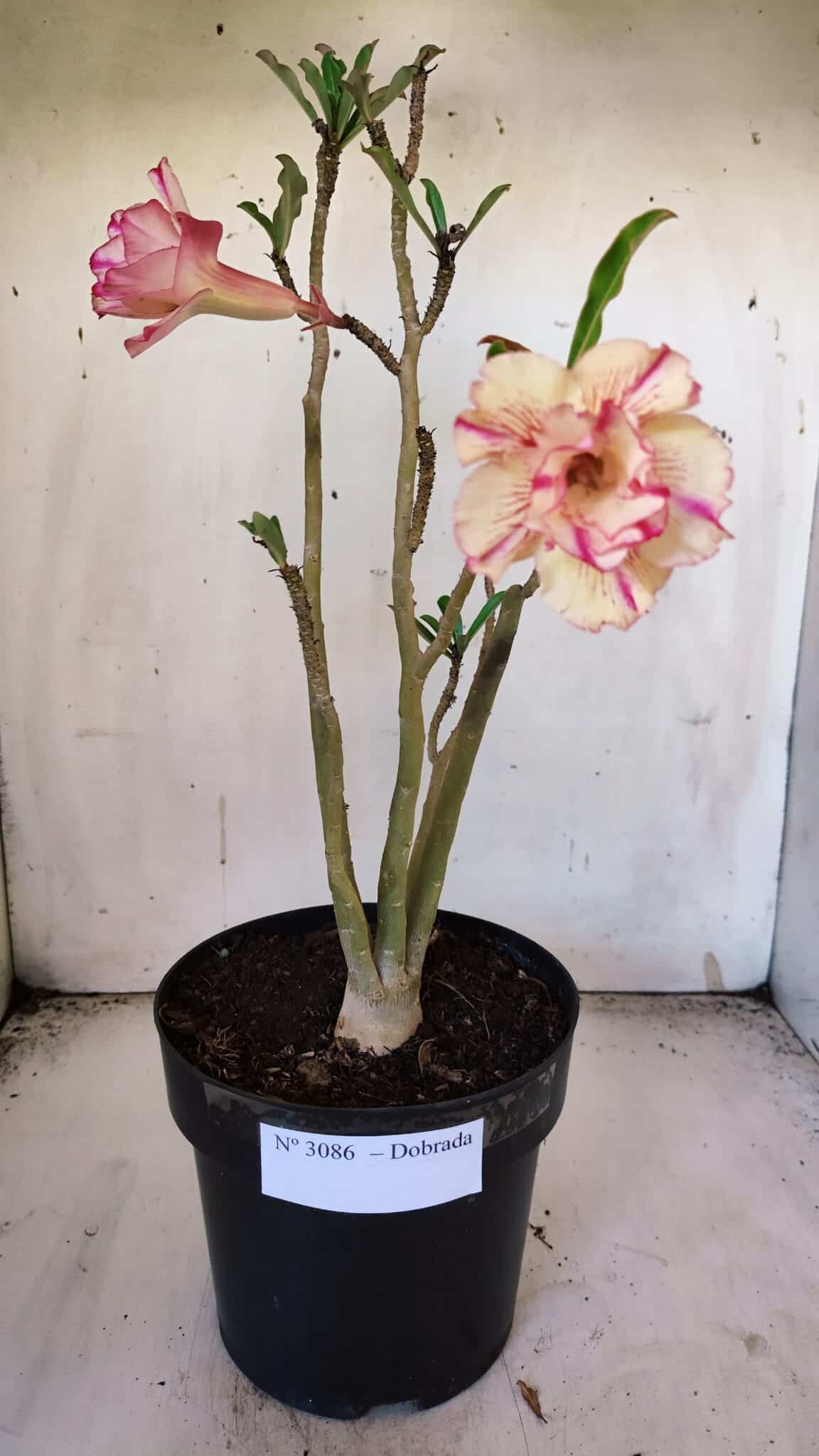Planta Dobrada 3086 – 40cm – 03 anos