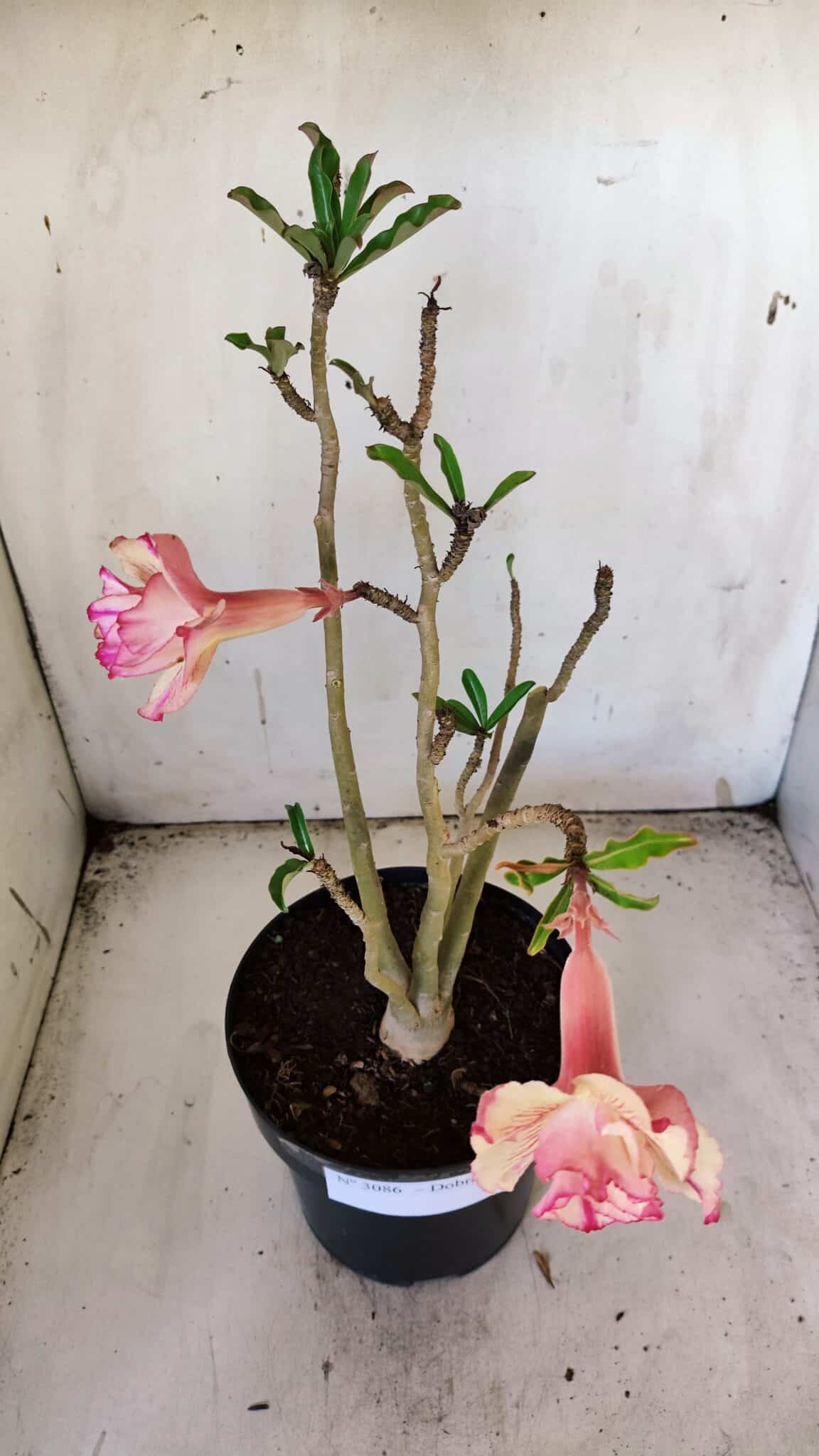 Planta Dobrada 3086 – 40cm – 03 anos