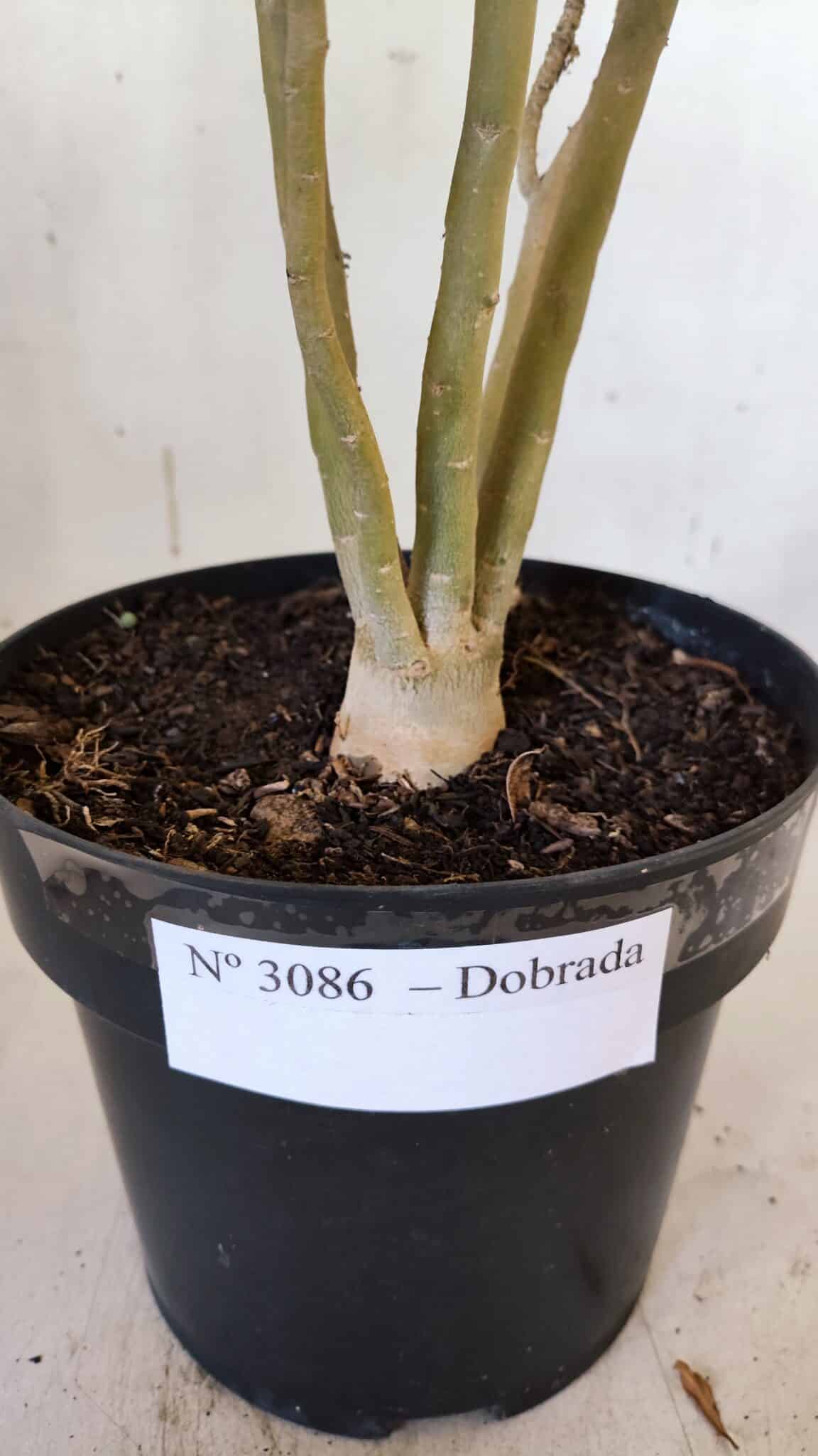 Planta Dobrada 3086 – 40cm – 03 anos