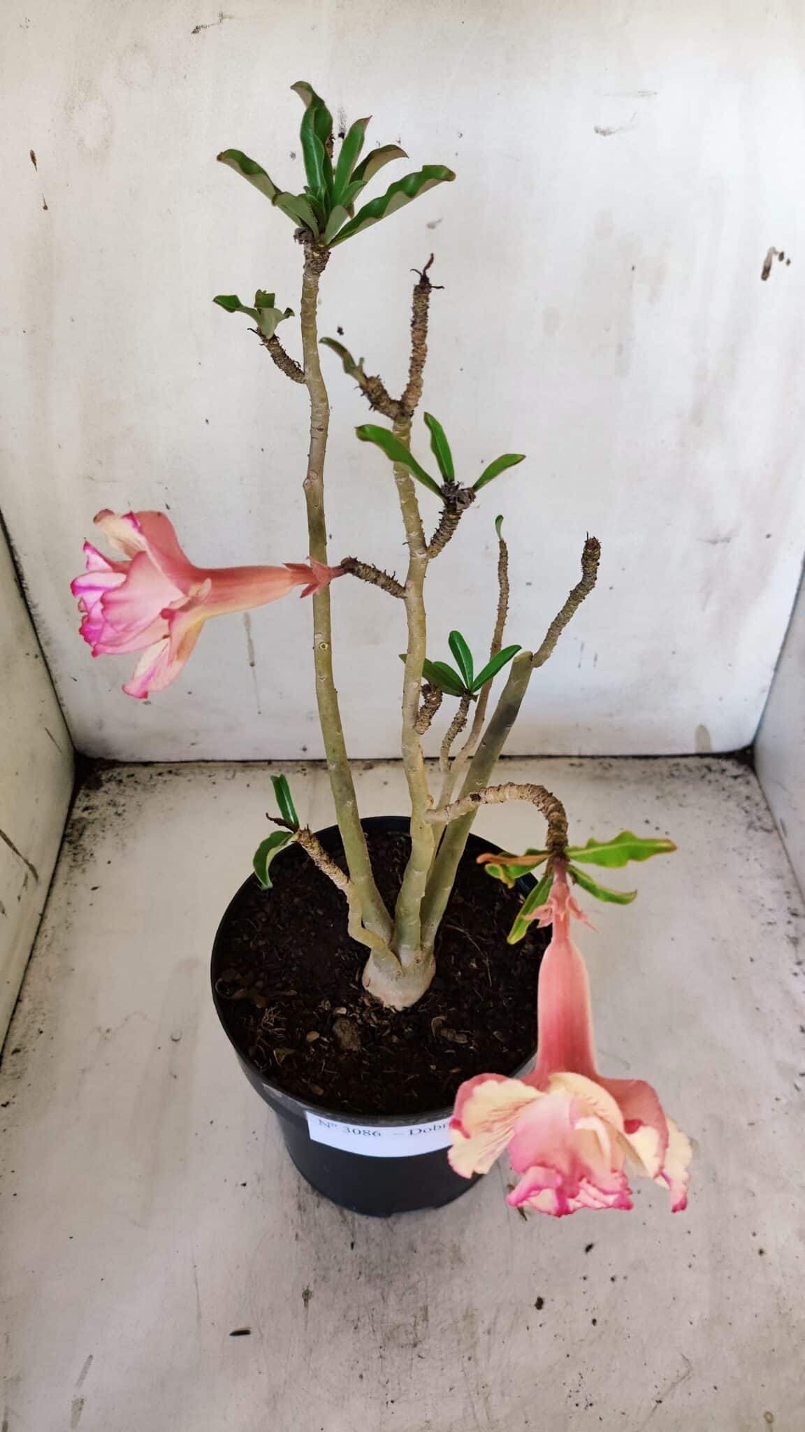 Planta Dobrada 3086 – 40cm – 03 anos