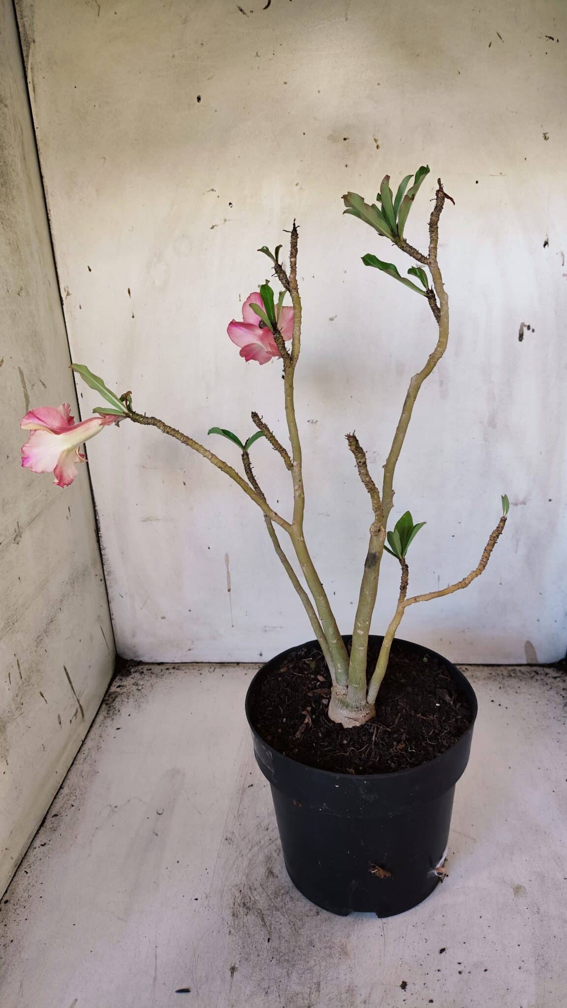 Planta Dobrada 3086 – 40cm – 03 anos