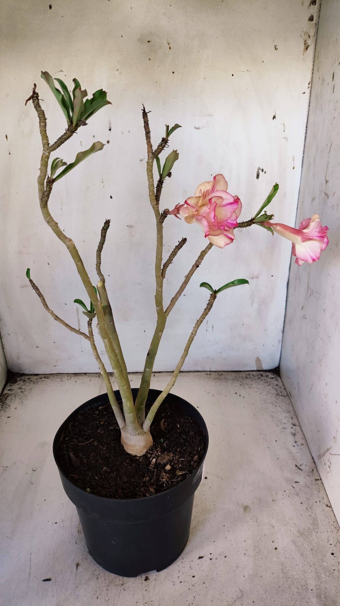 Planta Dobrada 3086 – 40cm – 03 anos