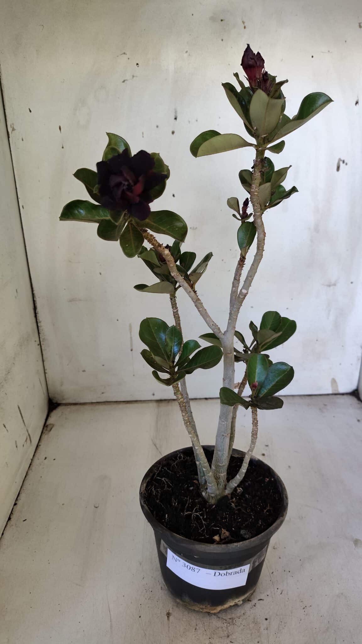 Planta Dobrada 3087 – 30cm – 02 anos