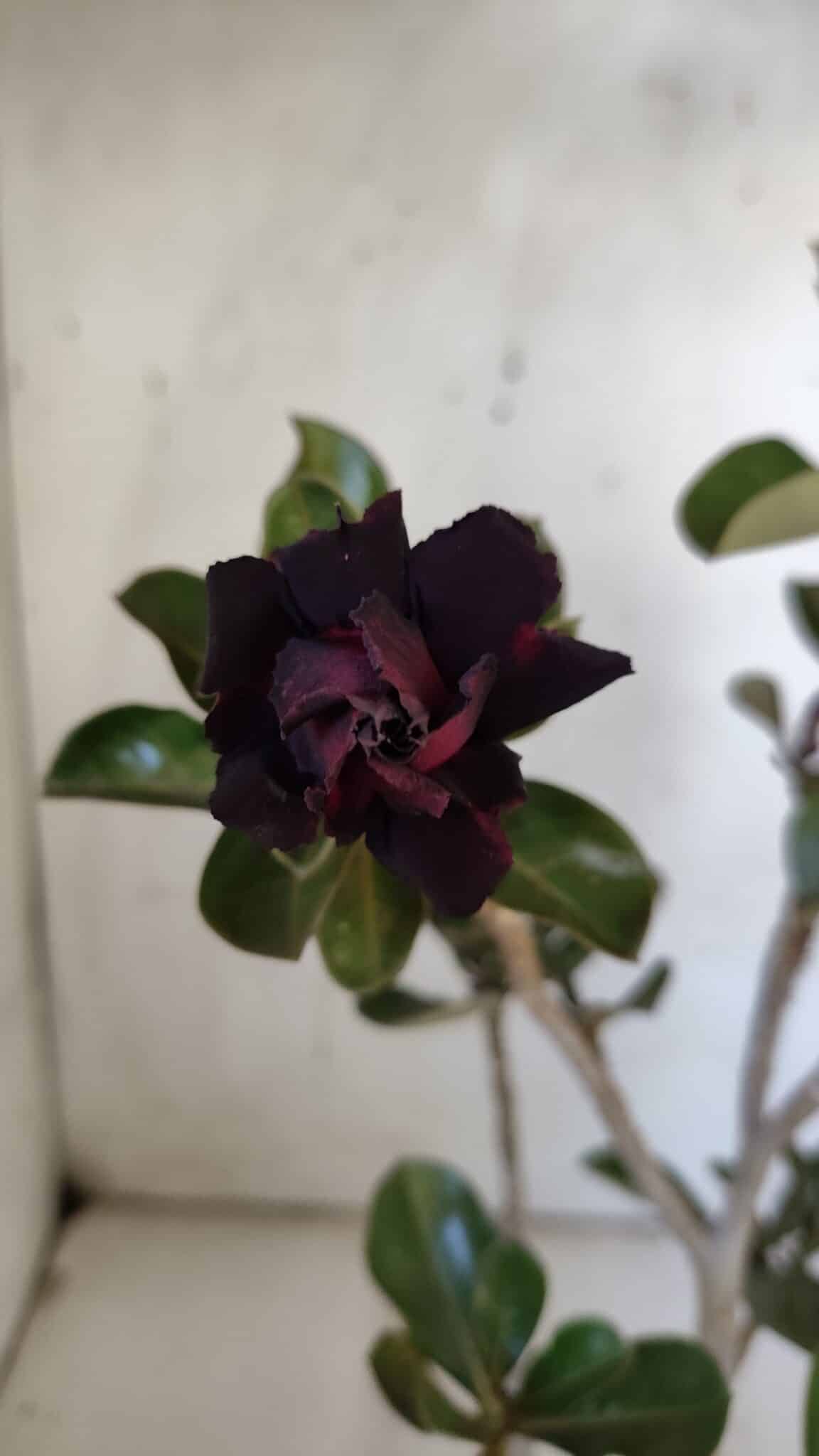Planta Dobrada 3087 – 30cm – 02 anos