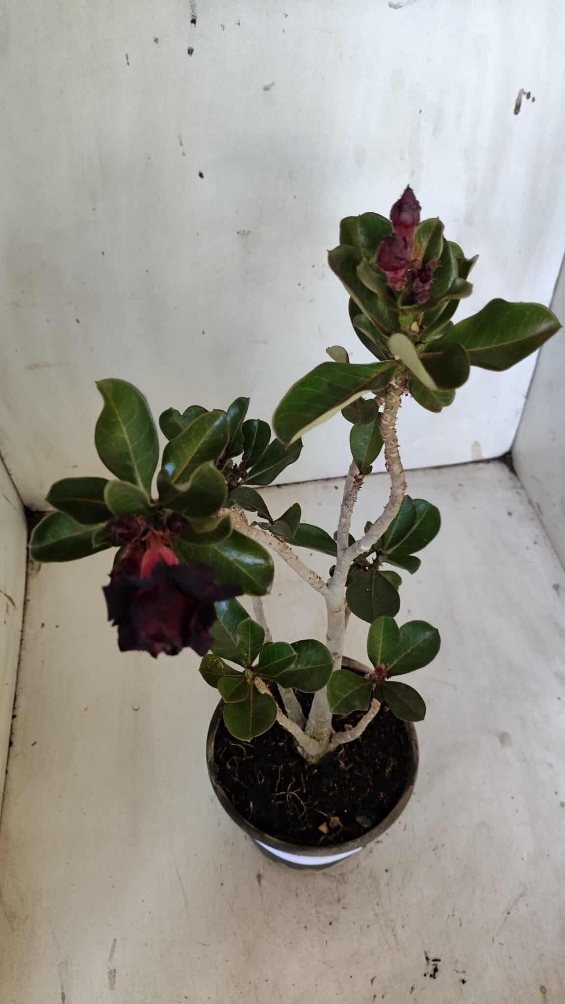 Planta Dobrada 3087 – 30cm – 02 anos