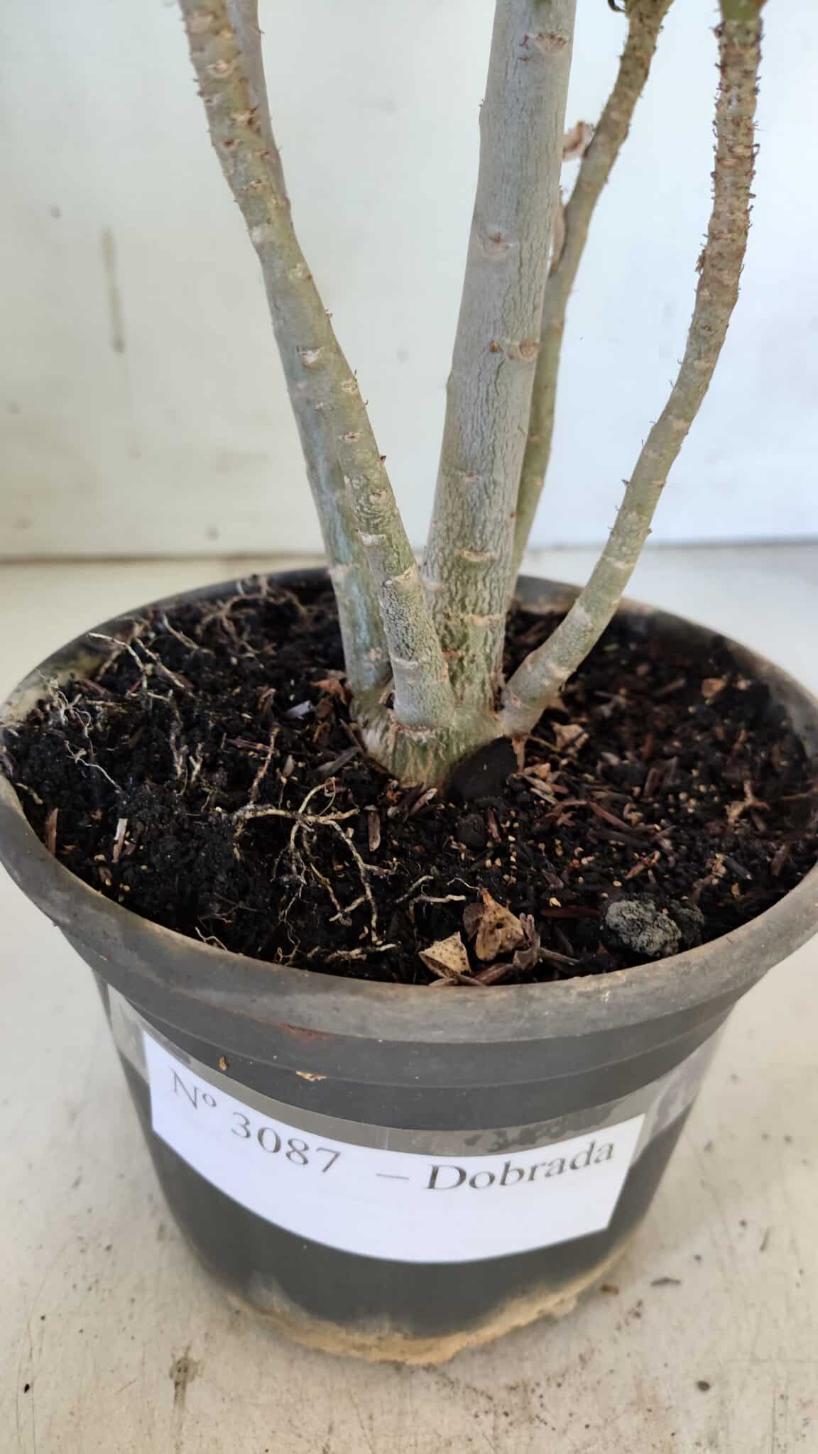 Planta Dobrada 3087 – 30cm – 02 anos