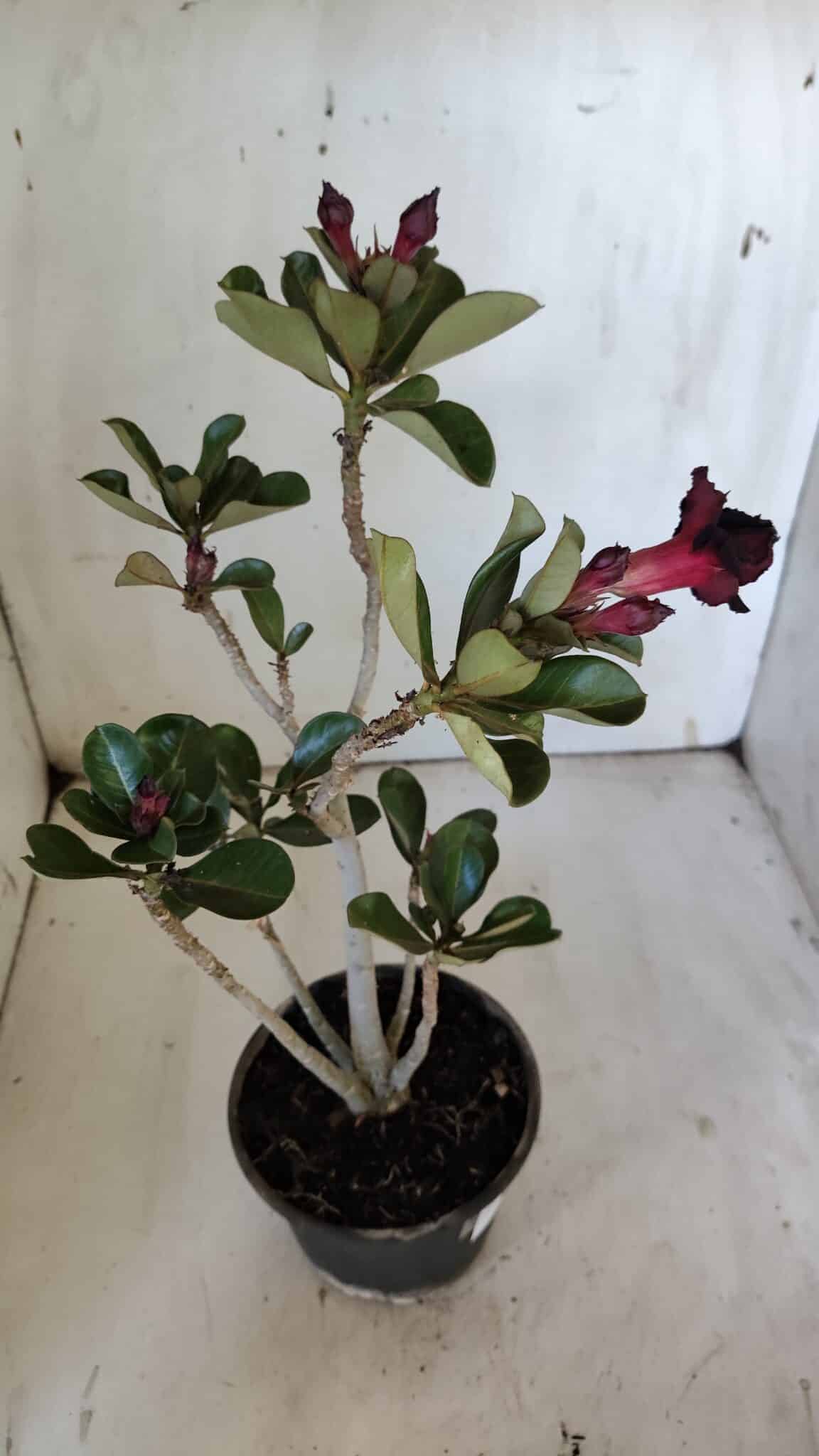 Planta Dobrada 3087 – 30cm – 02 anos