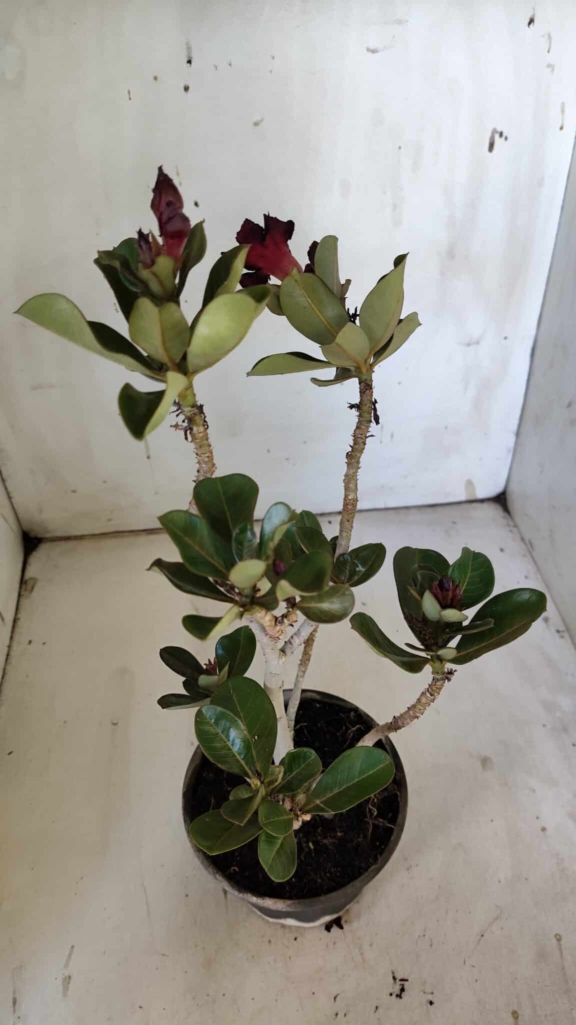 Planta Dobrada 3087 – 30cm – 02 anos