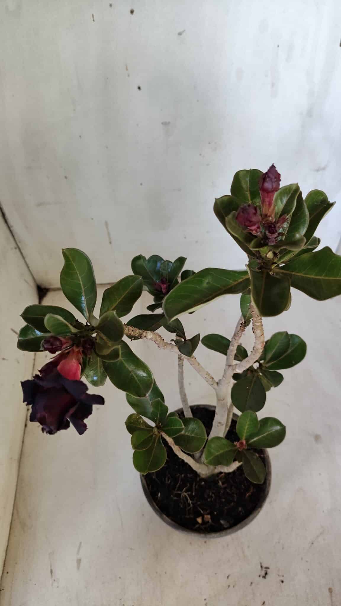 Planta Dobrada 3087 – 30cm – 02 anos