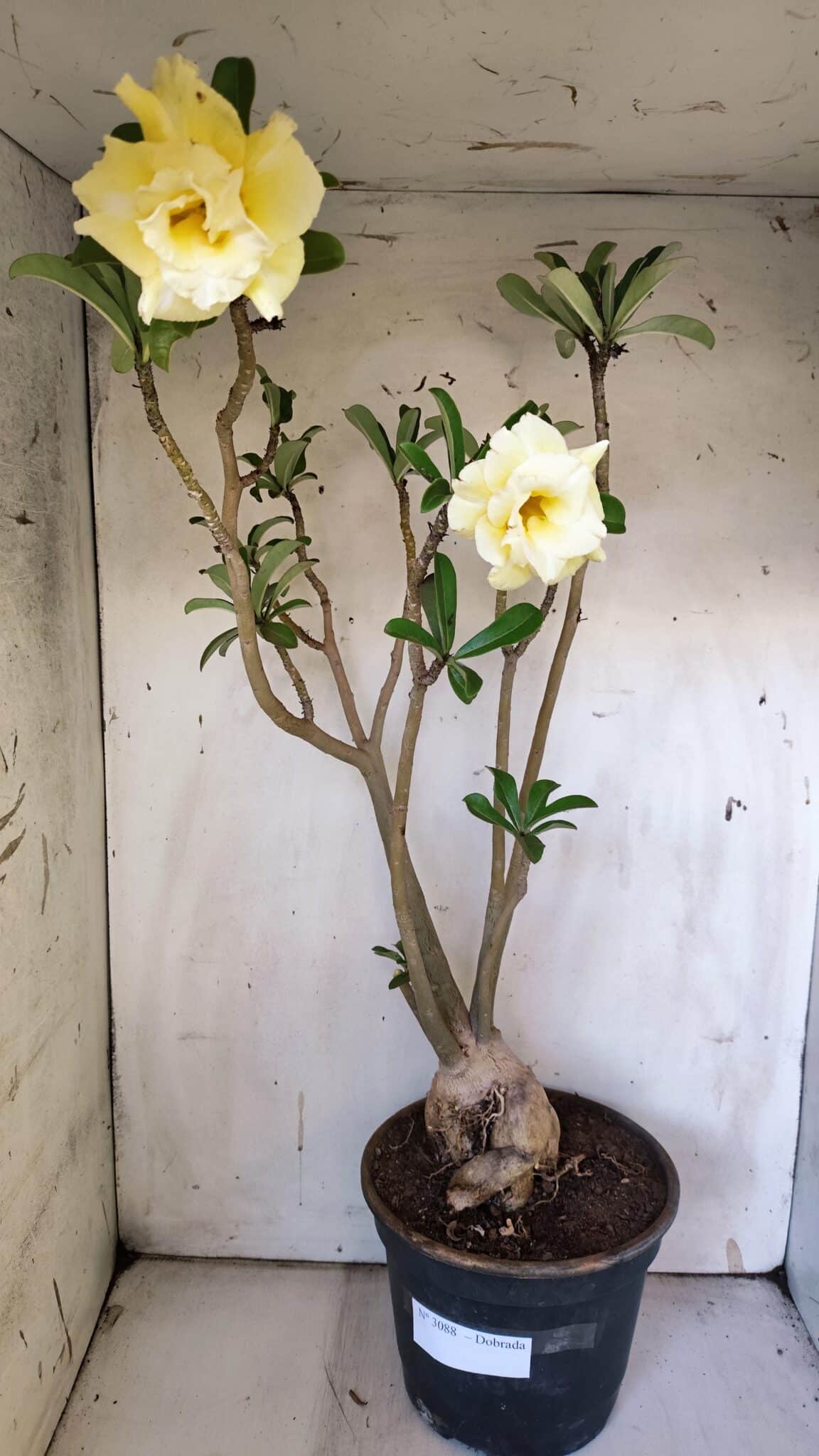 Planta Dobrada 3088 – 55cm – 04 anos