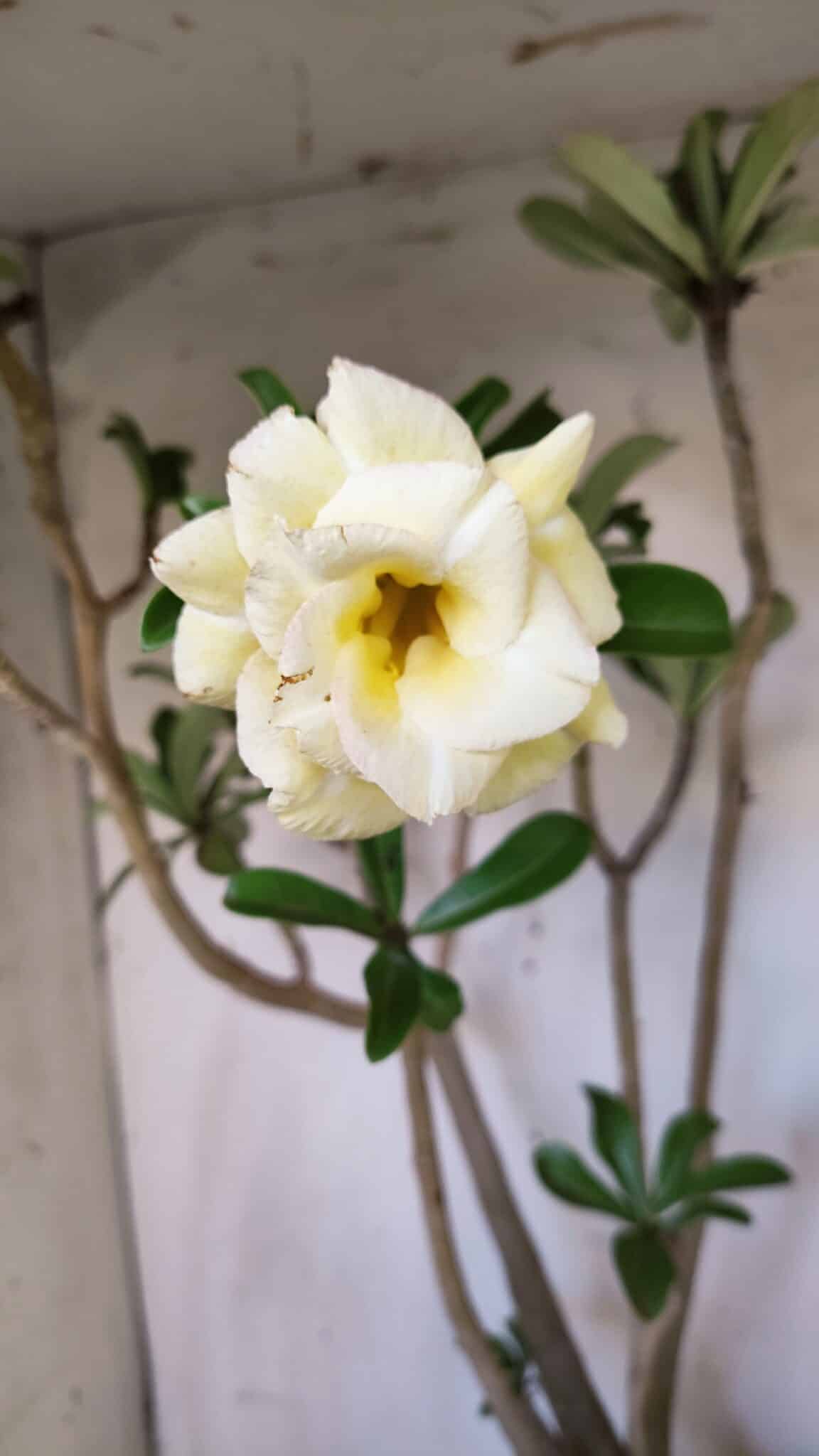 Planta Dobrada 3088 – 55cm – 04 anos