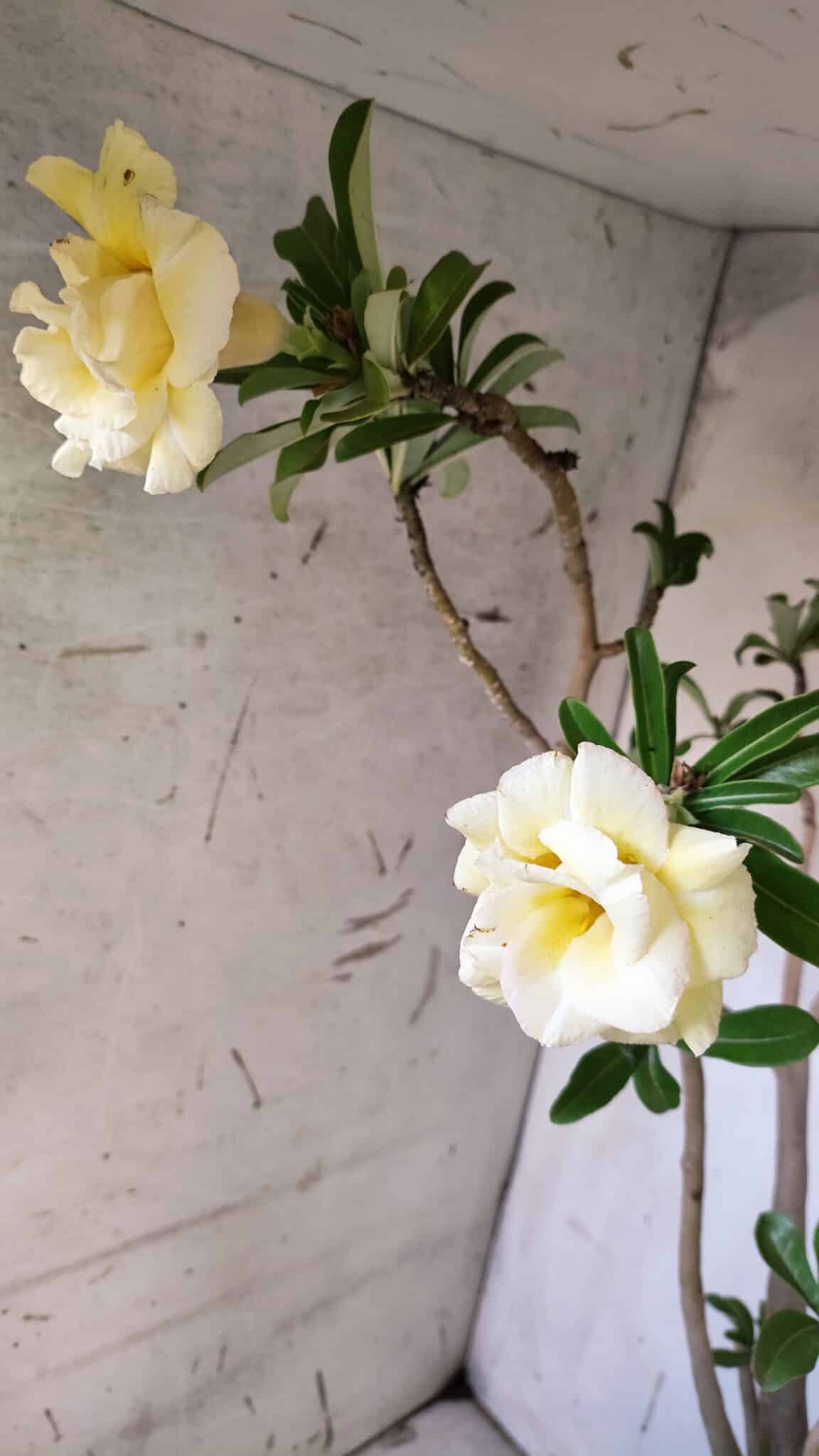 Planta Dobrada 3088 – 55cm – 04 anos