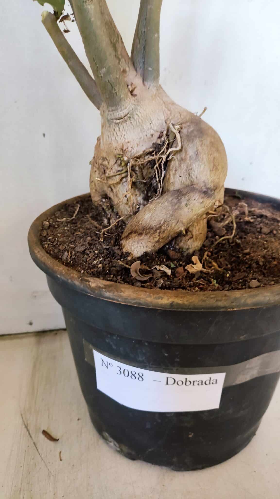 Planta Dobrada 3088 – 55cm – 04 anos