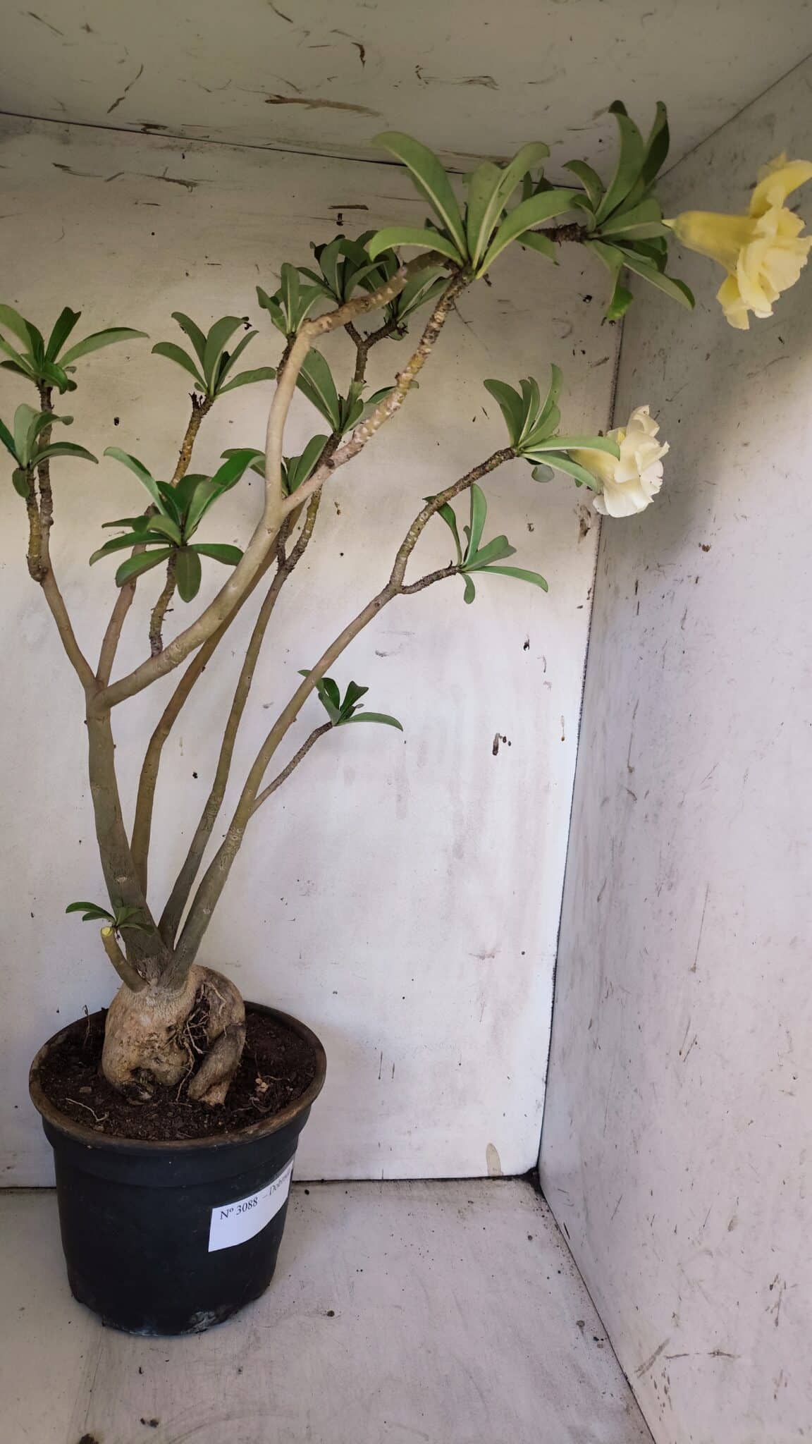 Planta Dobrada 3088 – 55cm – 04 anos