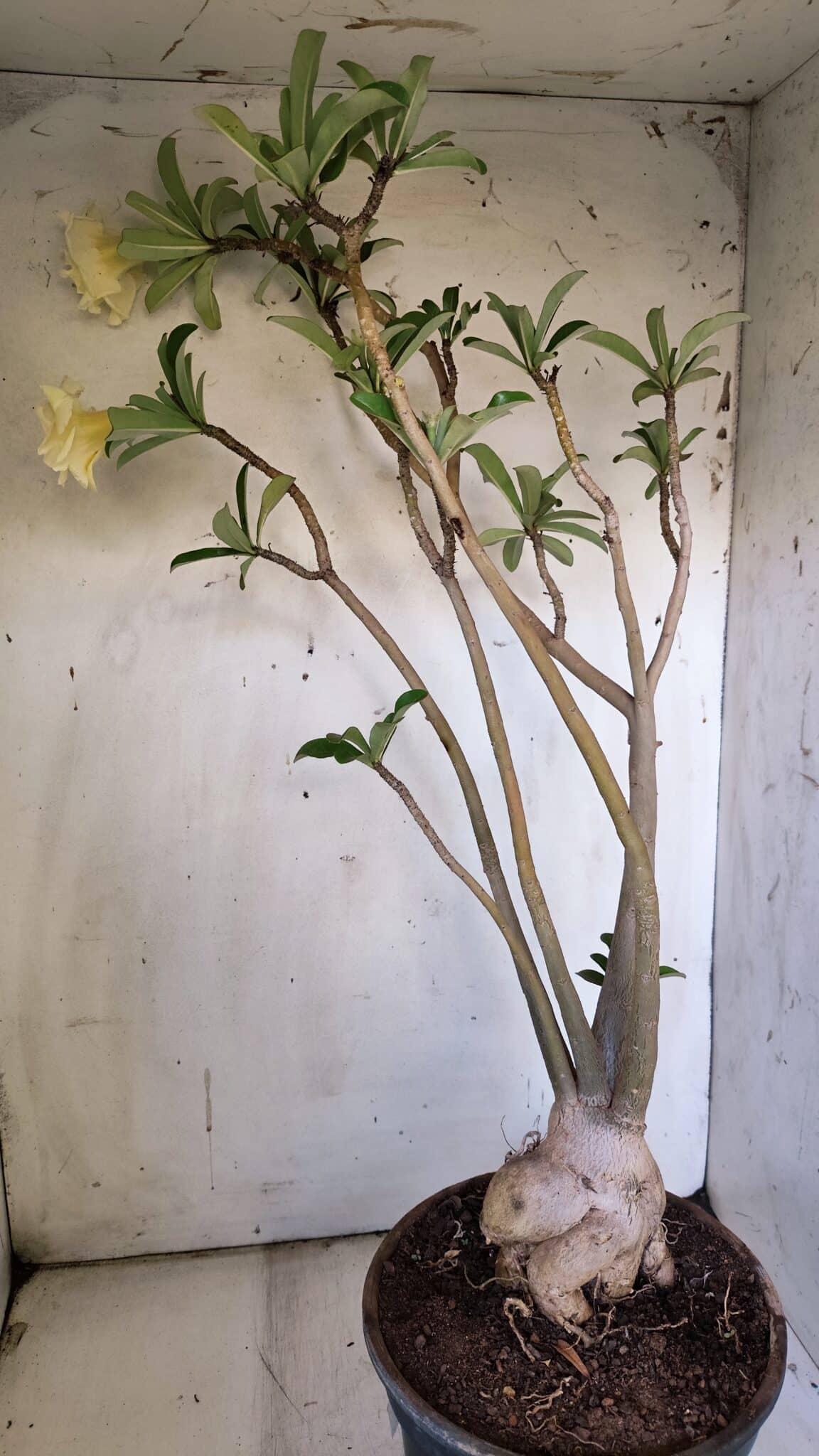 Planta Dobrada 3088 – 55cm – 04 anos