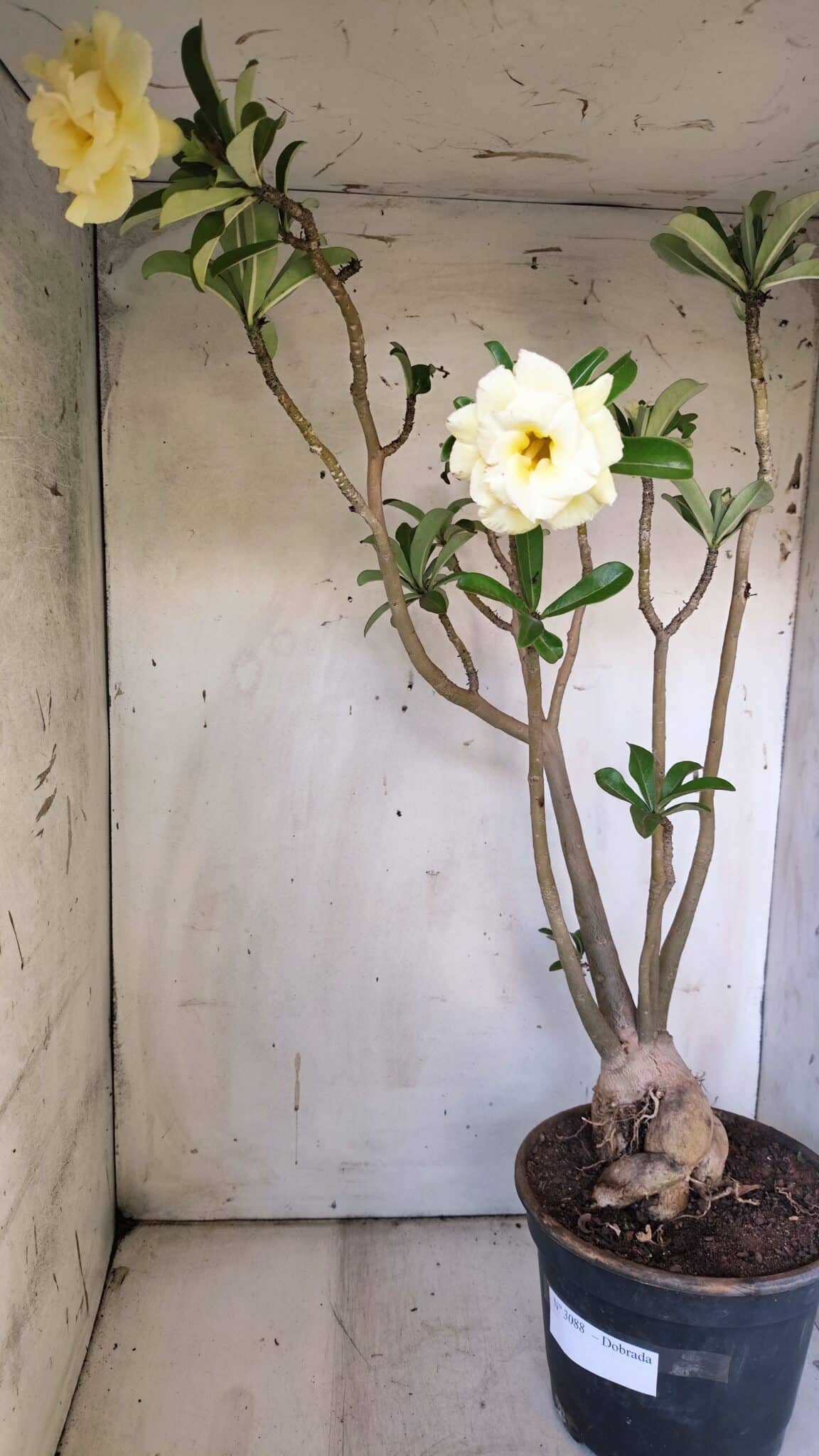 Planta Dobrada 3088 – 55cm – 04 anos