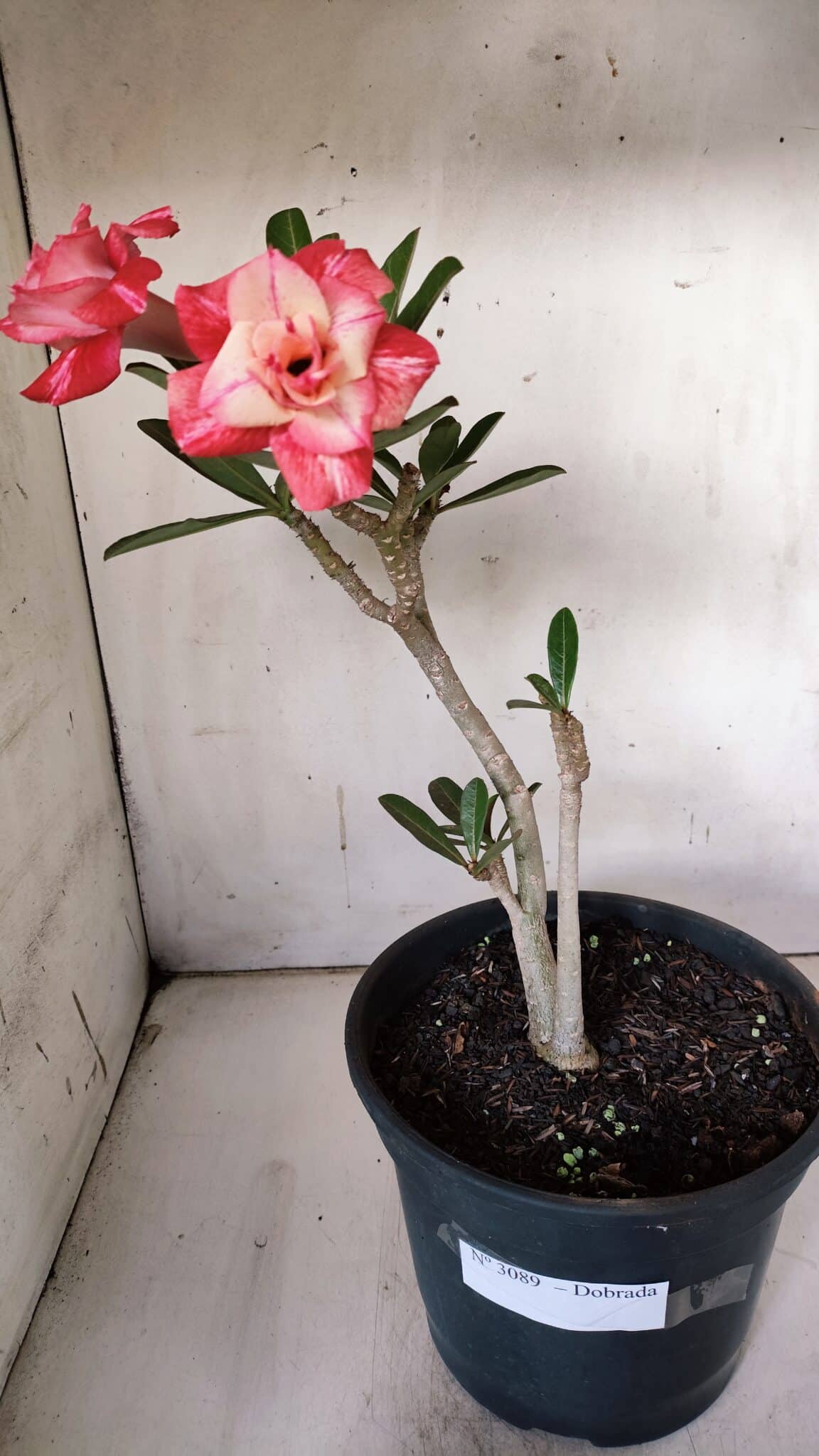 Planta Dobrada 3089 – 35cm – 03 anos