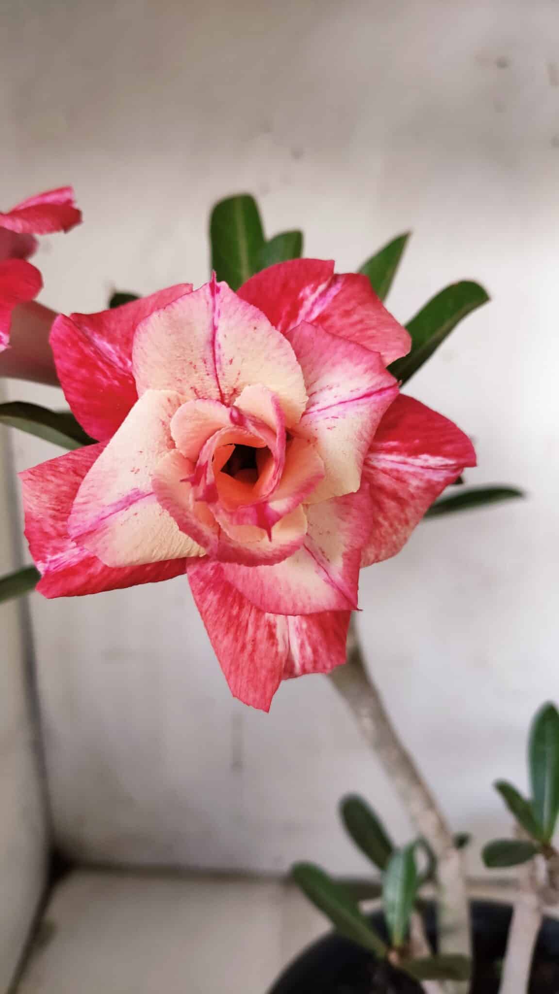 Planta Dobrada 3089 – 35cm – 03 anos