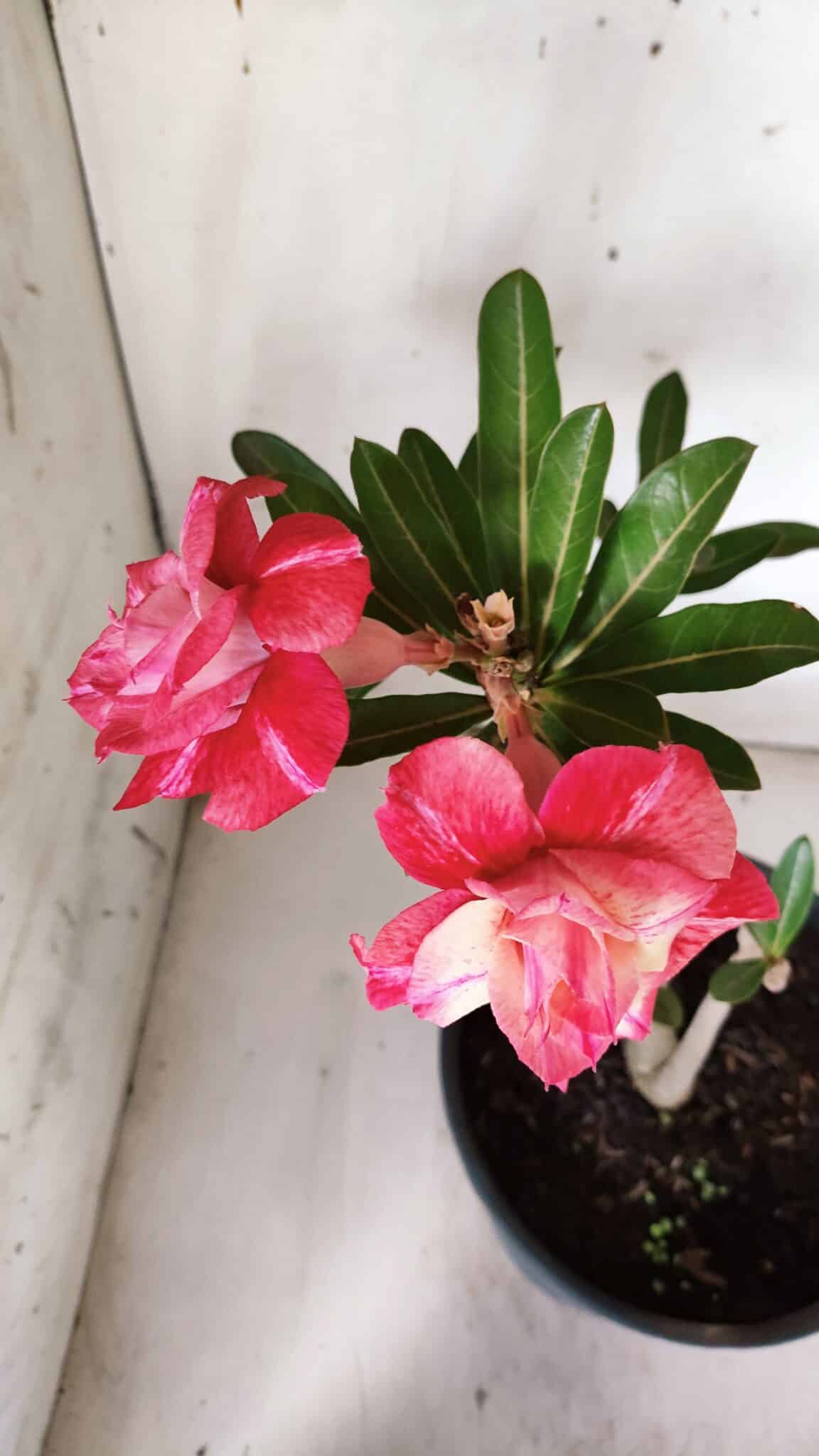 Planta Dobrada 3089 – 35cm – 03 anos