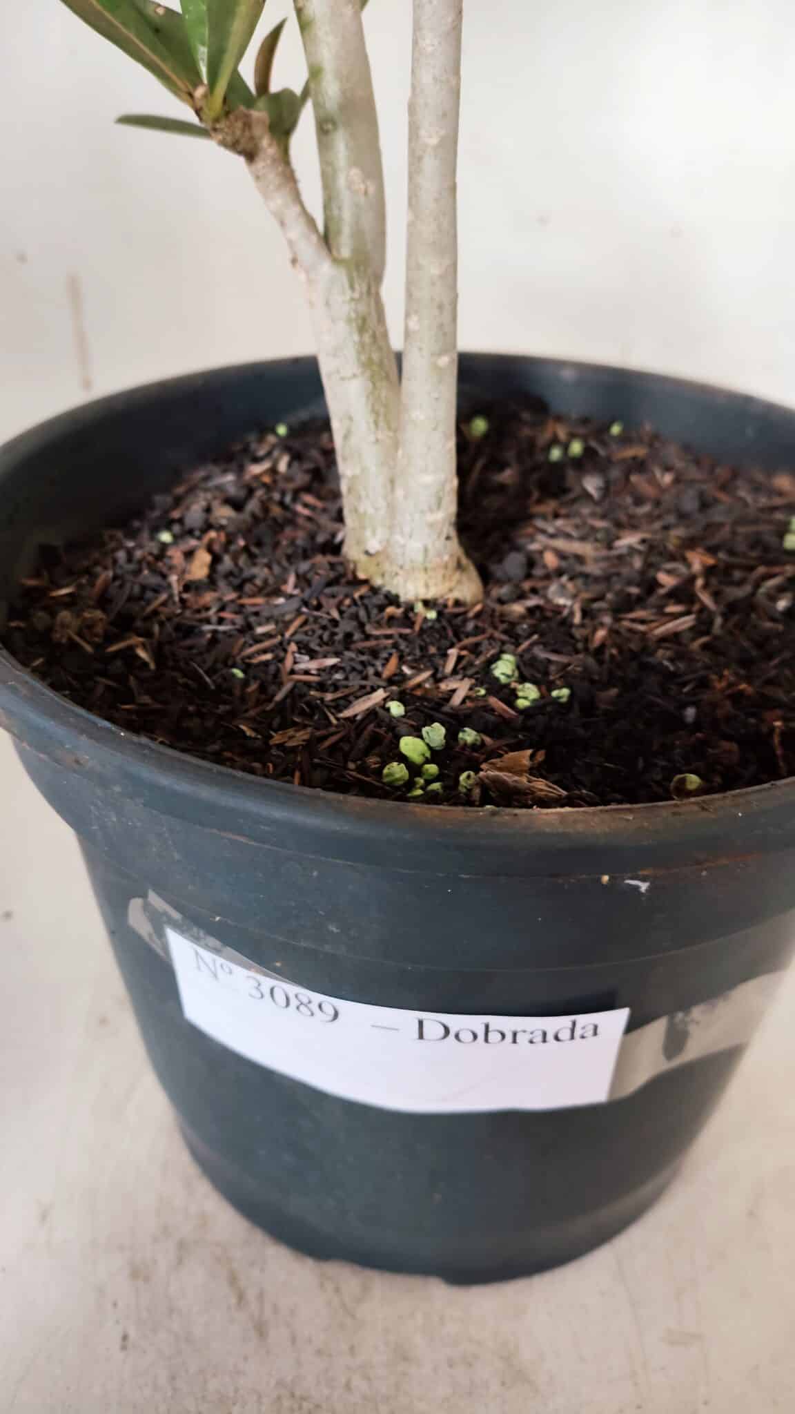 Planta Dobrada 3089 – 35cm – 03 anos