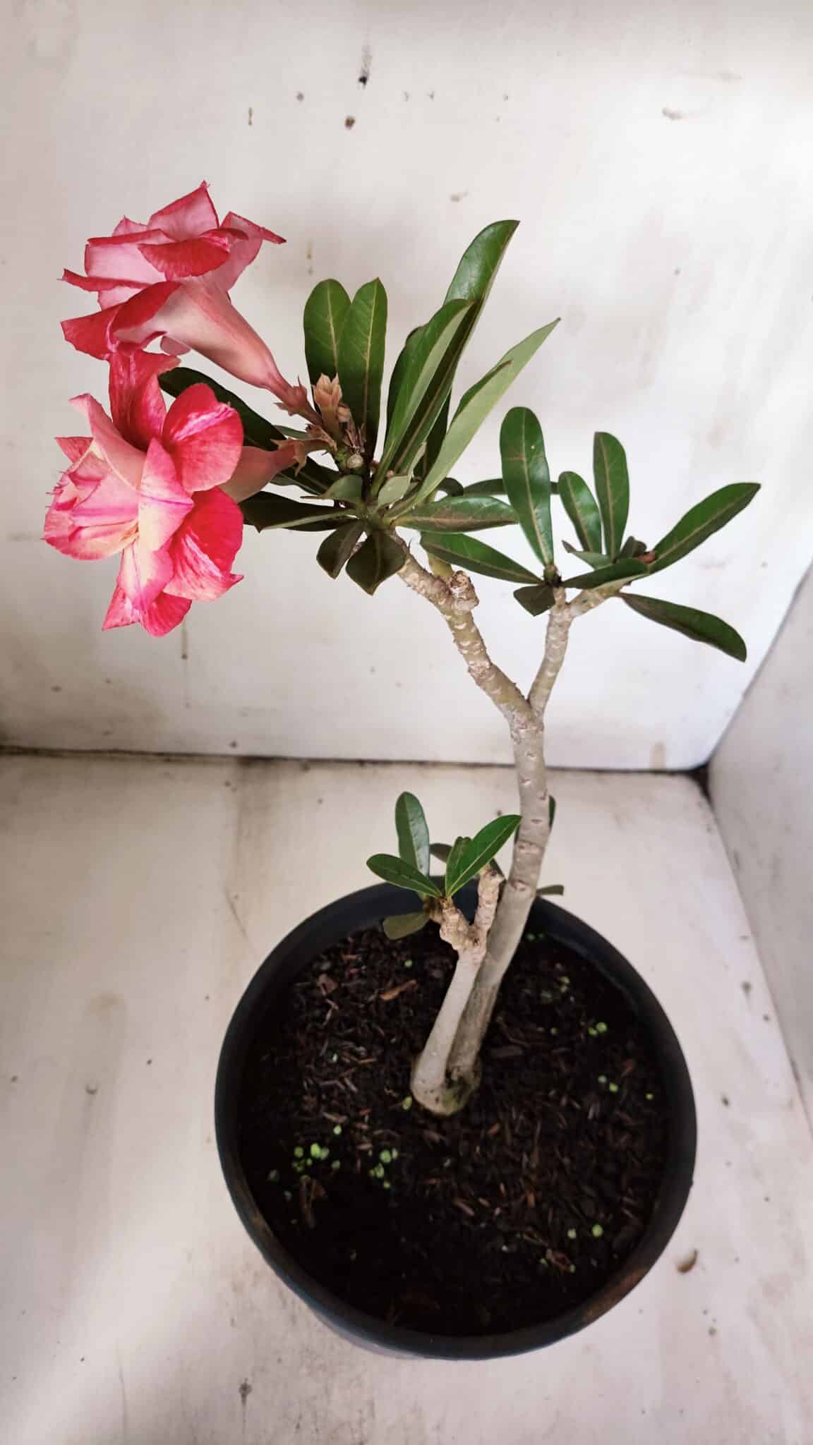 Planta Dobrada 3089 – 35cm – 03 anos