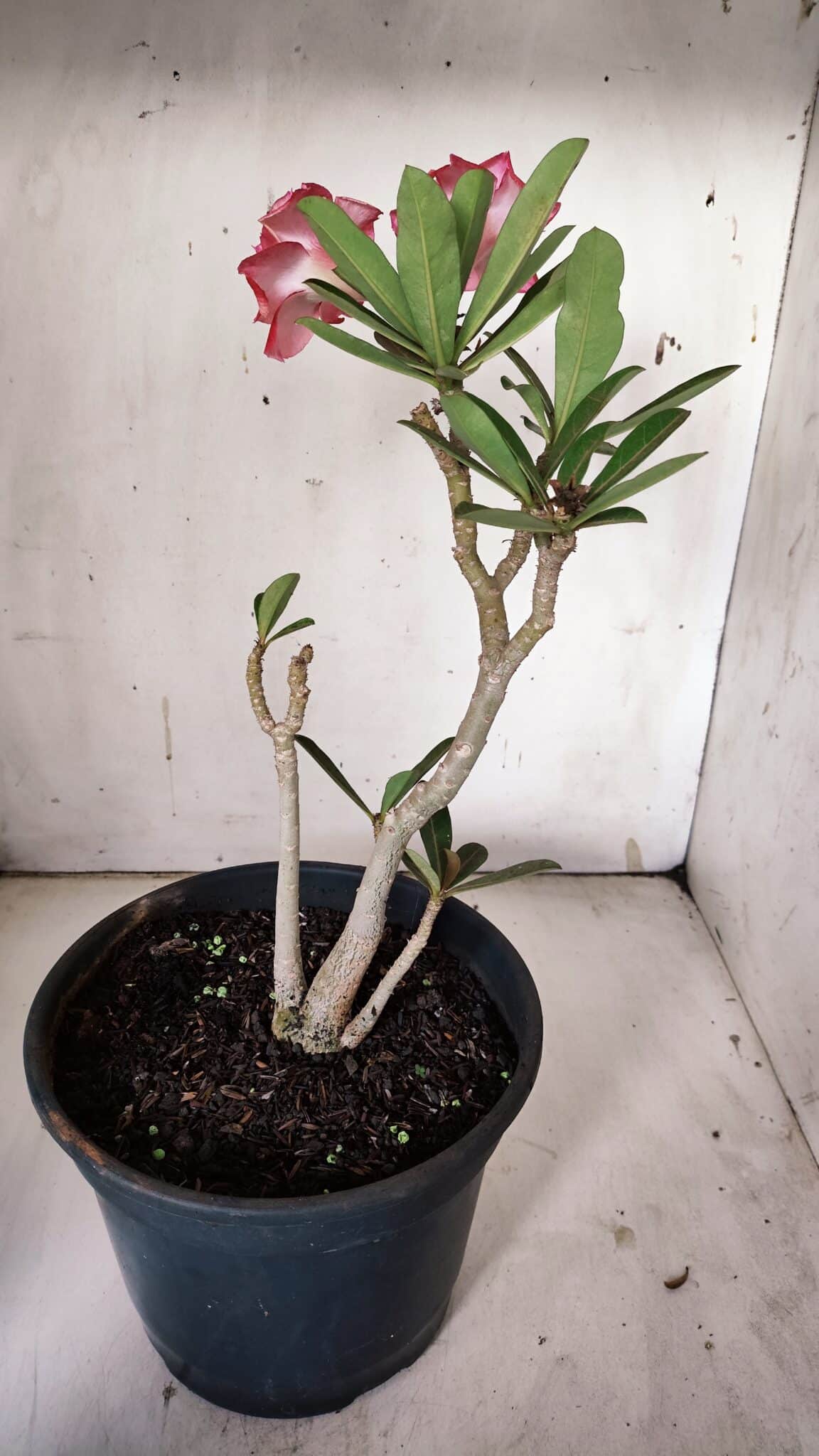 Planta Dobrada 3089 – 35cm – 03 anos