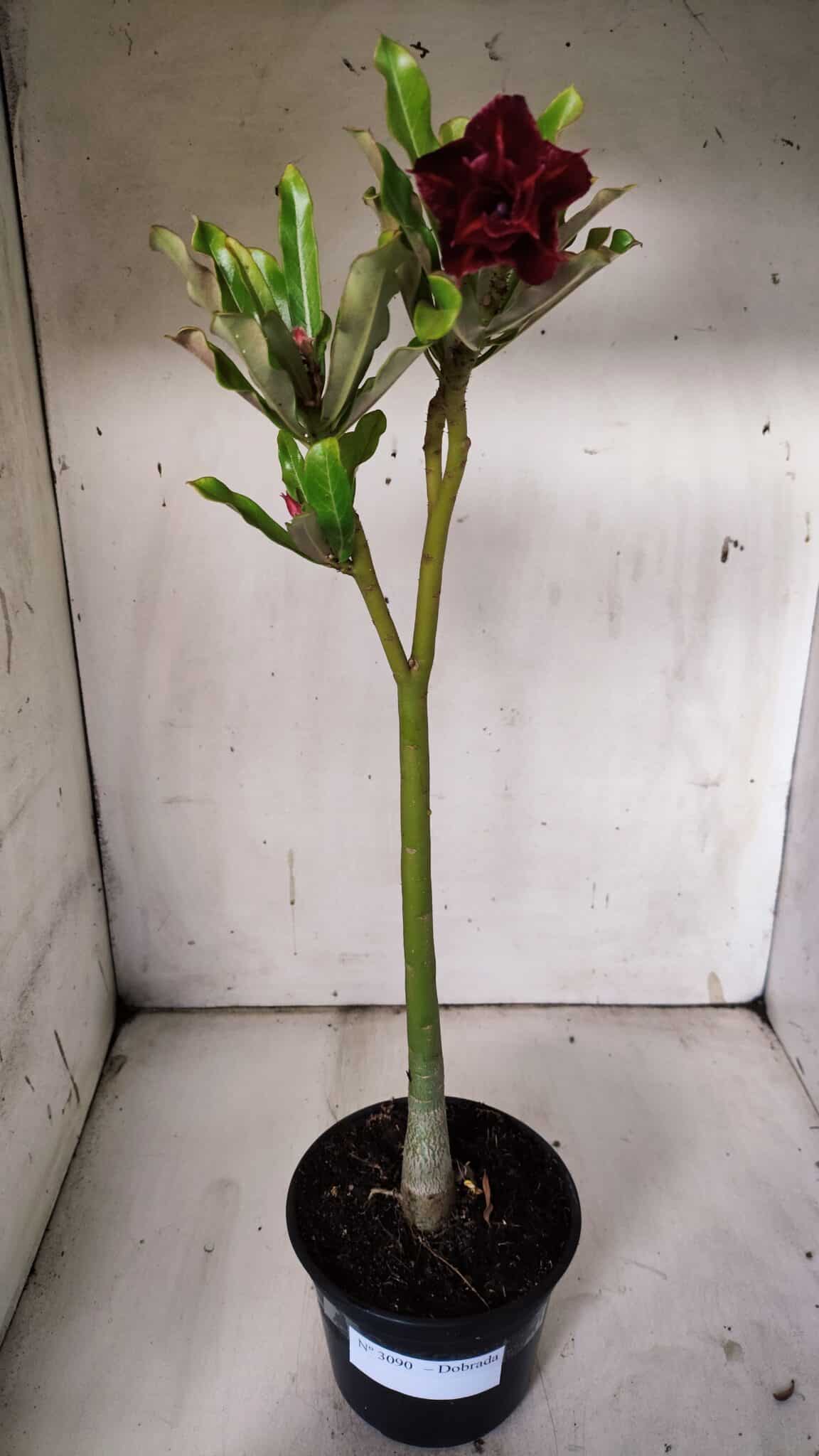 Planta Dobrada 3090 – 35cm – 02 anos