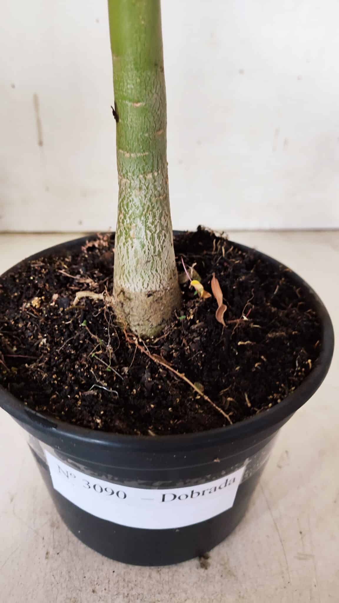 Planta Dobrada 3090 – 35cm – 02 anos