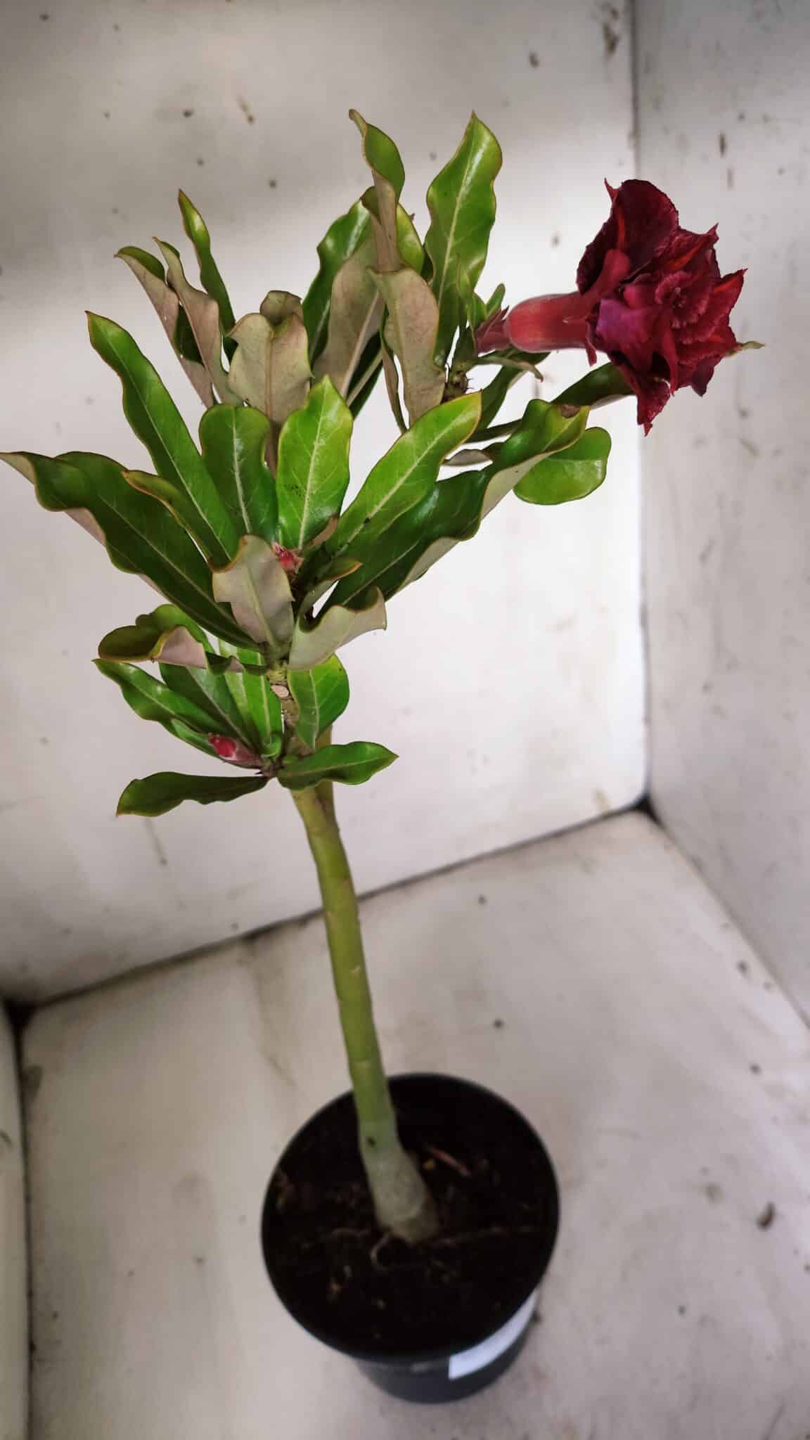 Planta Dobrada 3090 – 35cm – 02 anos