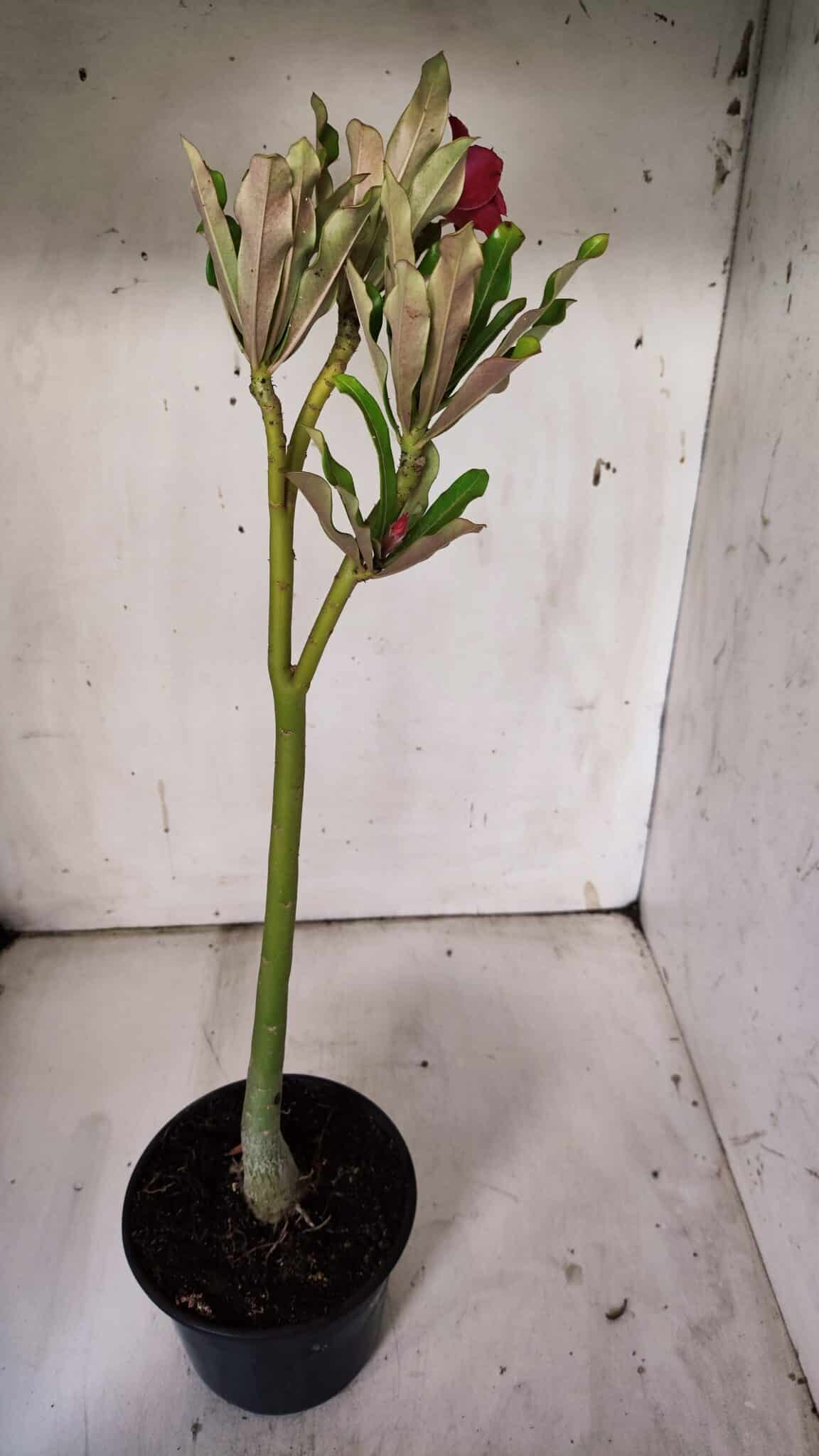 Planta Dobrada 3090 – 35cm – 02 anos
