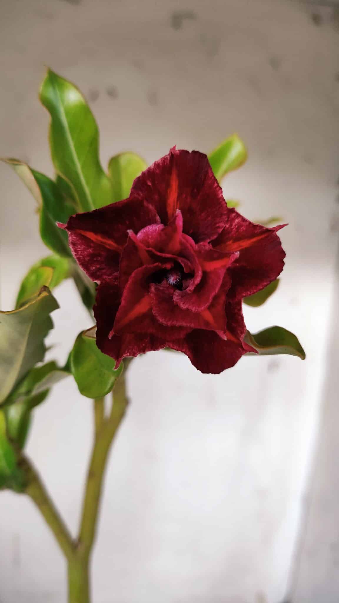 Planta Dobrada 3090 – 35cm – 02 anos