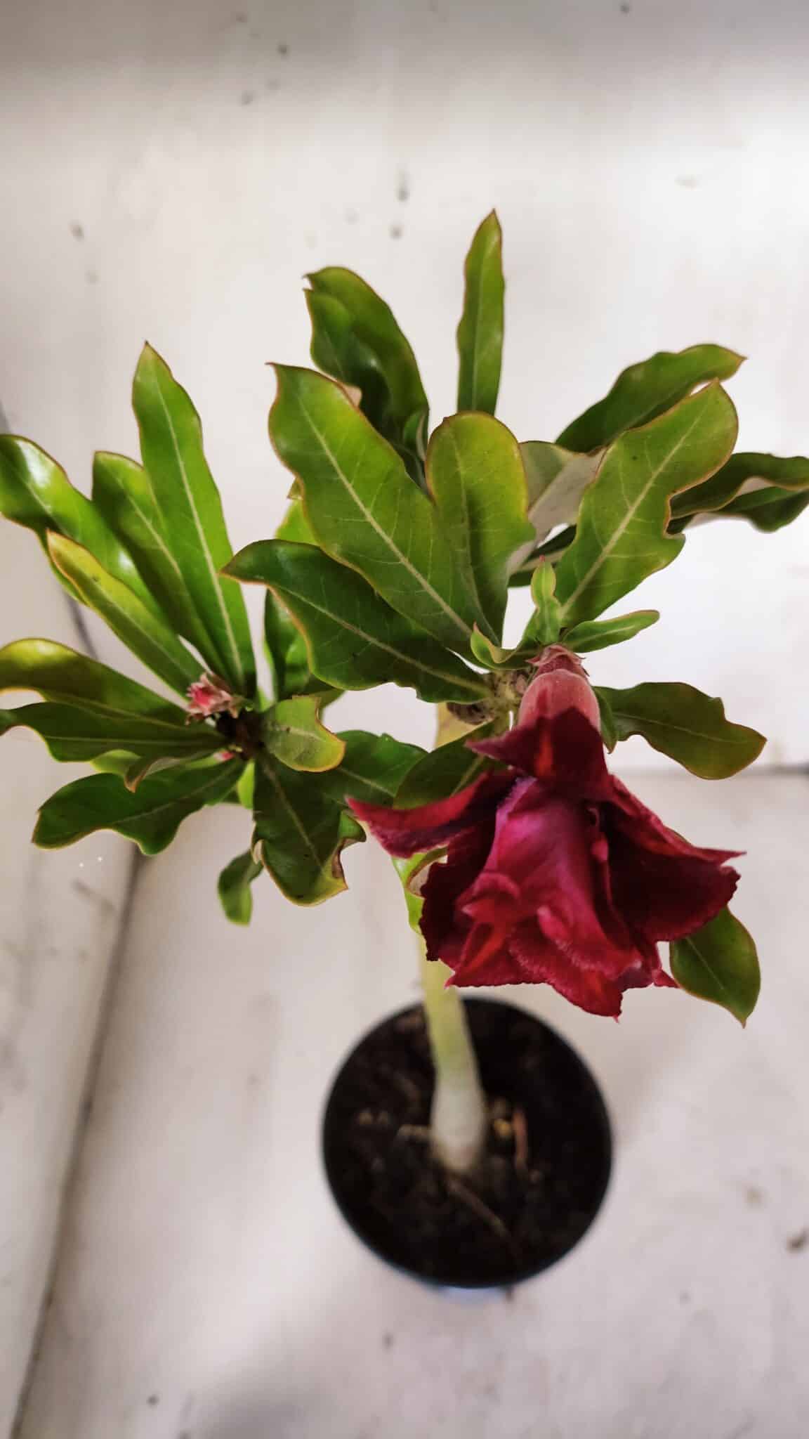 Planta Dobrada 3090 – 35cm – 02 anos