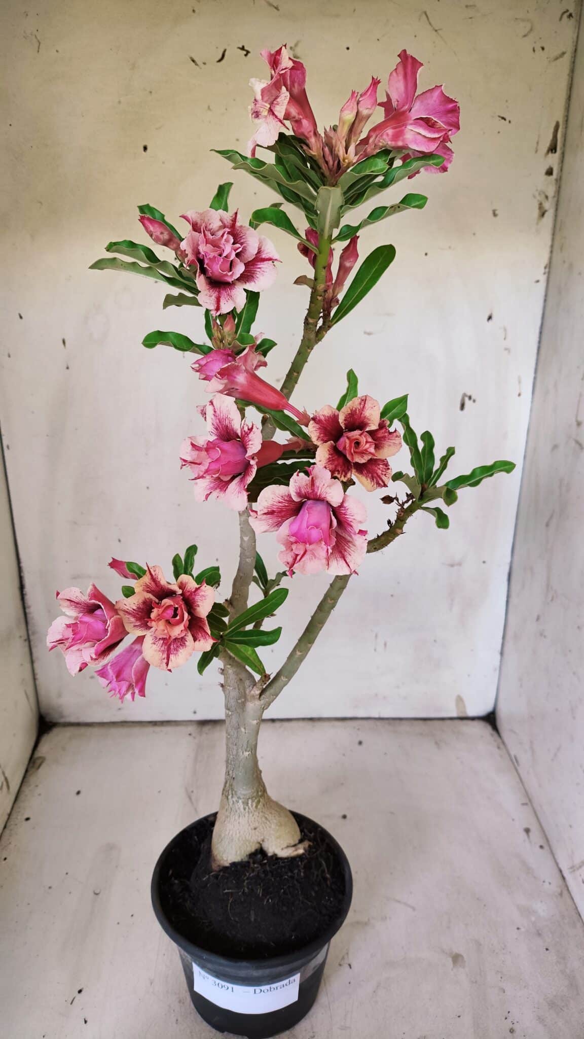 Planta Dobrada 3091 – 35cm – 03 anos